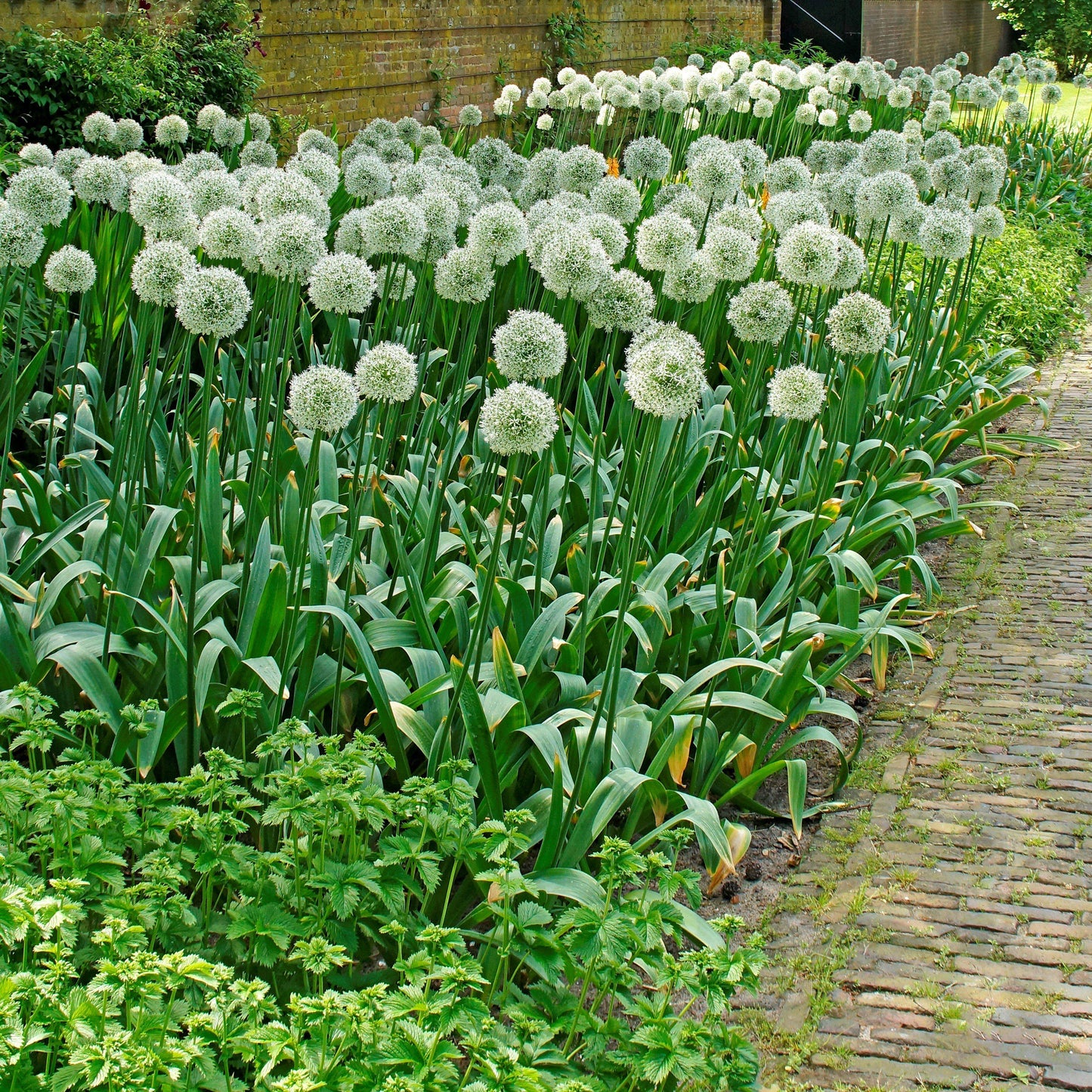 Mount Everest Allium - PreOrder
