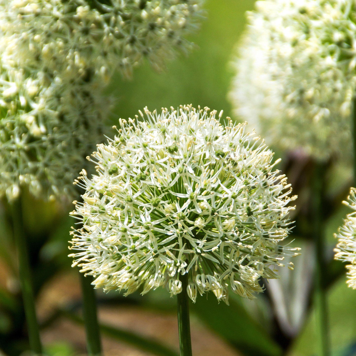Mount Everest Allium - PreOrder