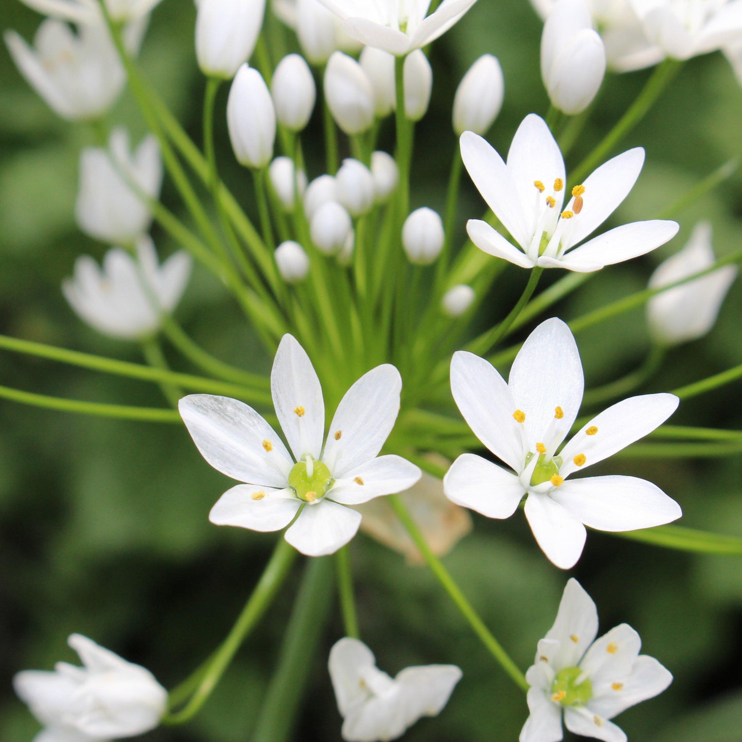 Playful Party Mix Allium - PreOrder
