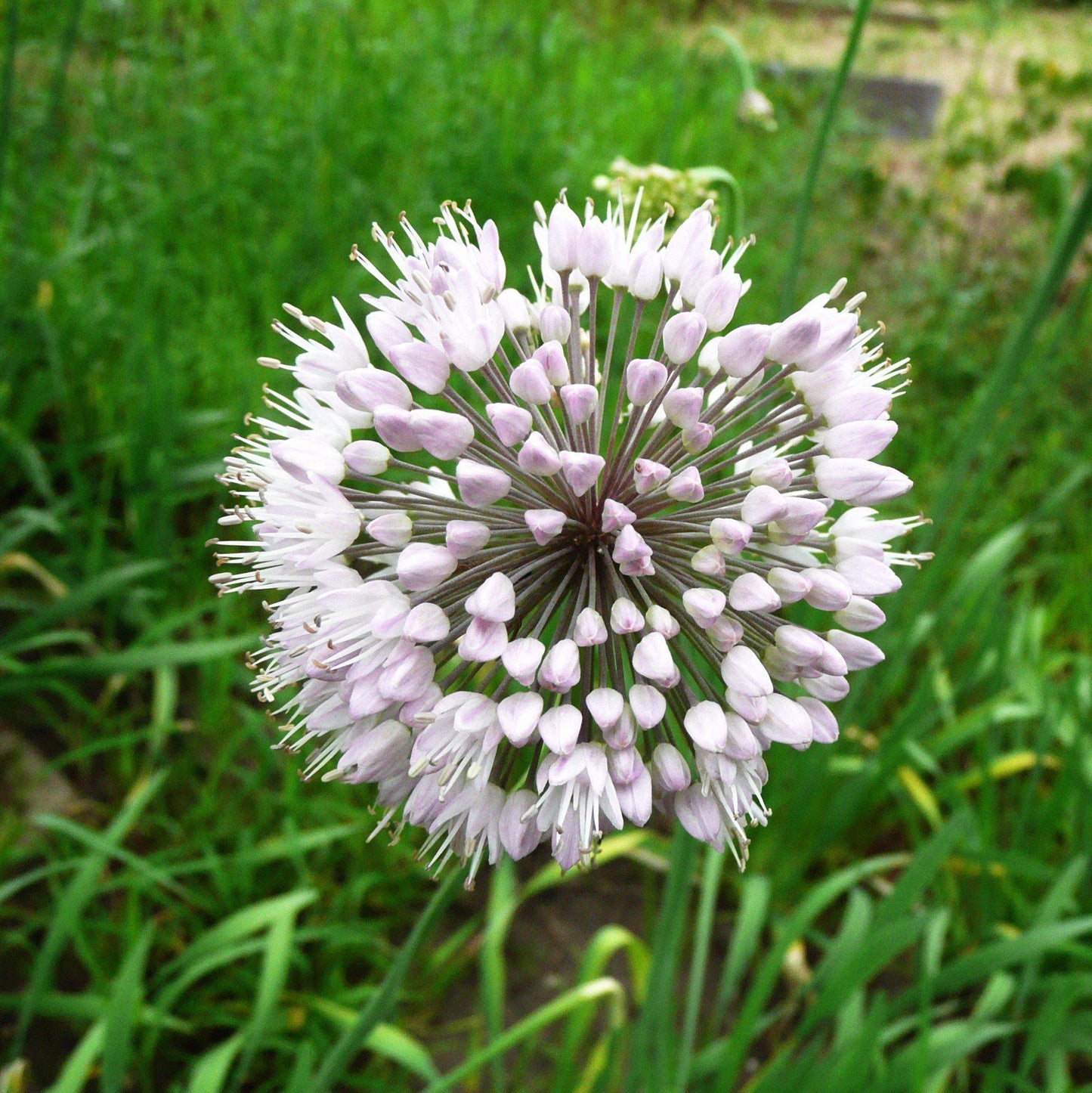 Summer Sparkler Mix Allium - PreOrder