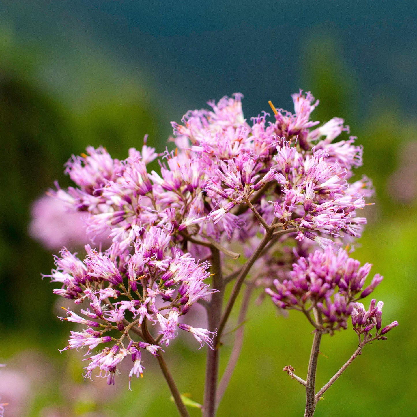 Summer Sparkler Mix Allium - PreOrder
