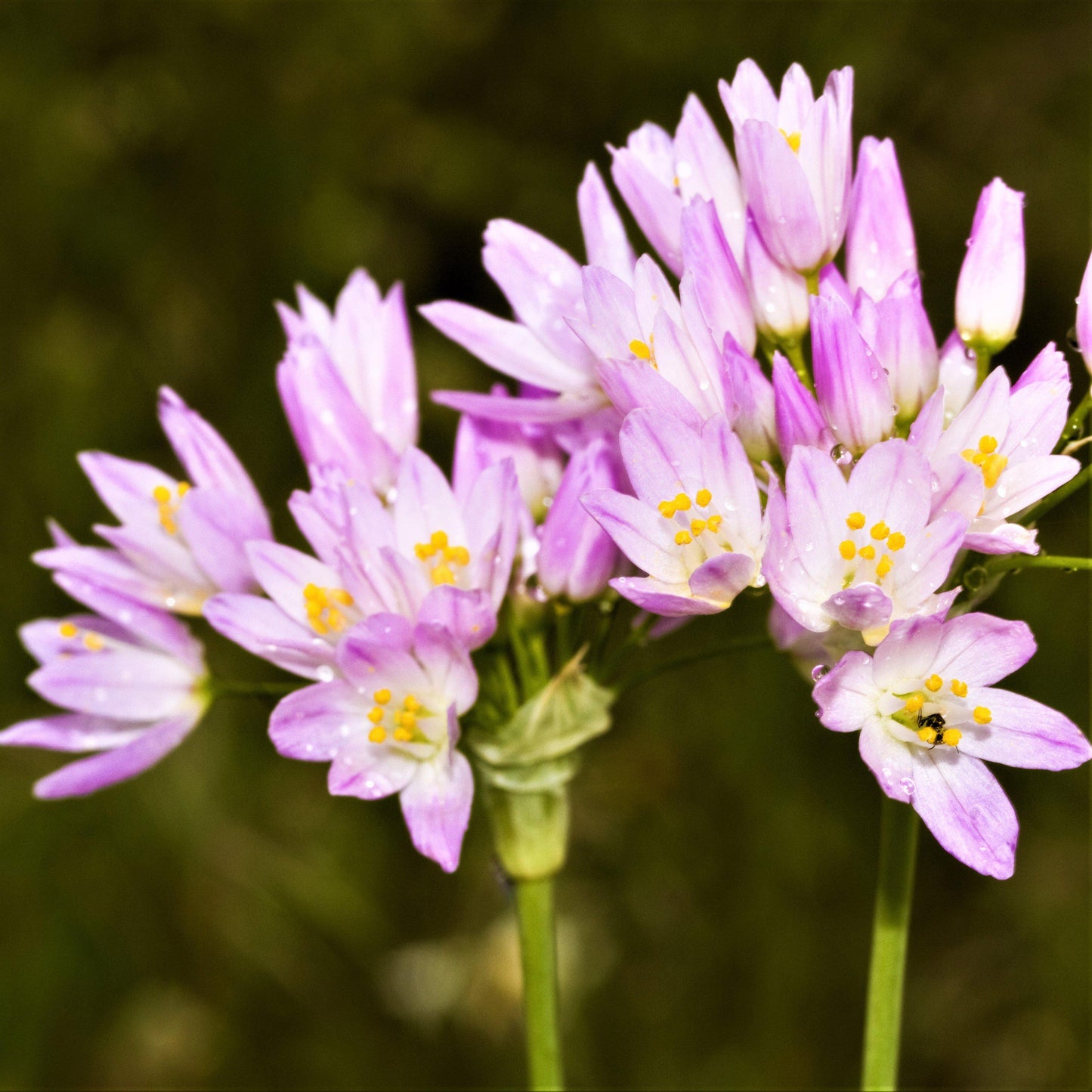 Rosy Garlic Allium - PreOrder