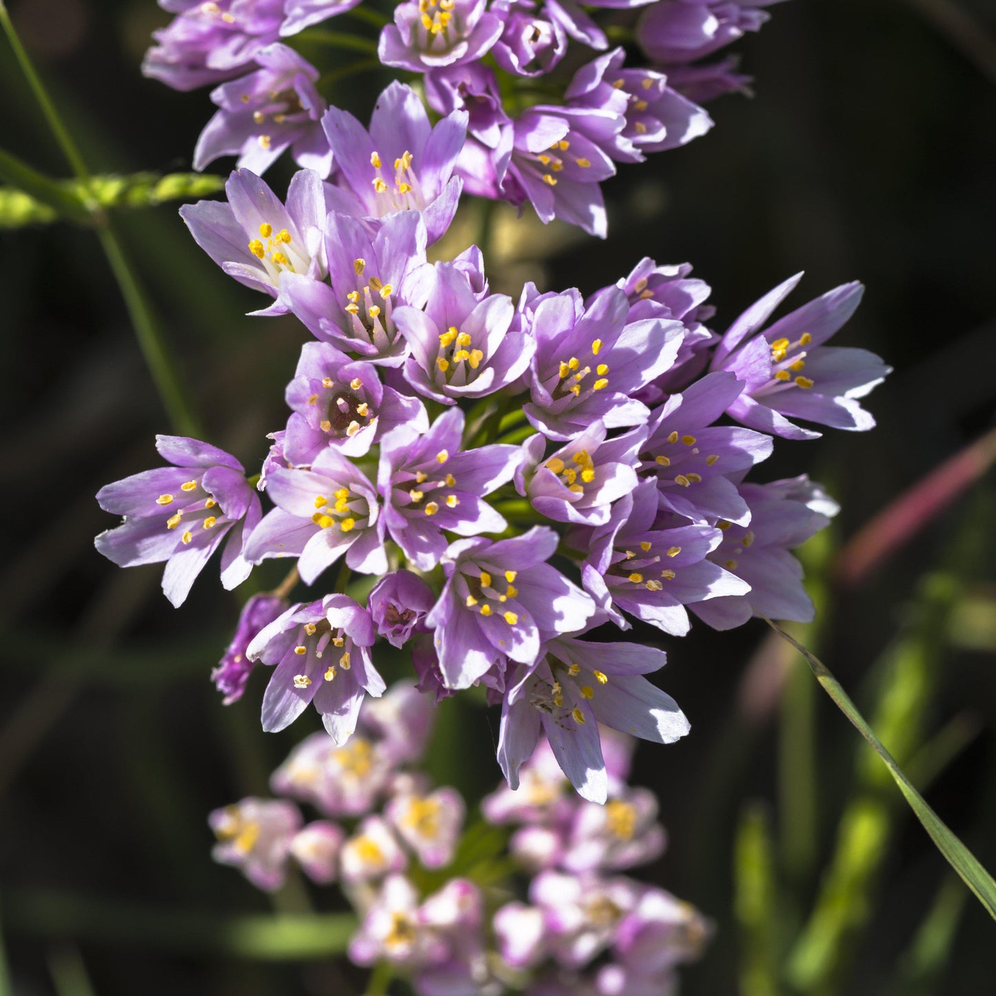 Summer Sparkler Mix Allium - PreOrder
