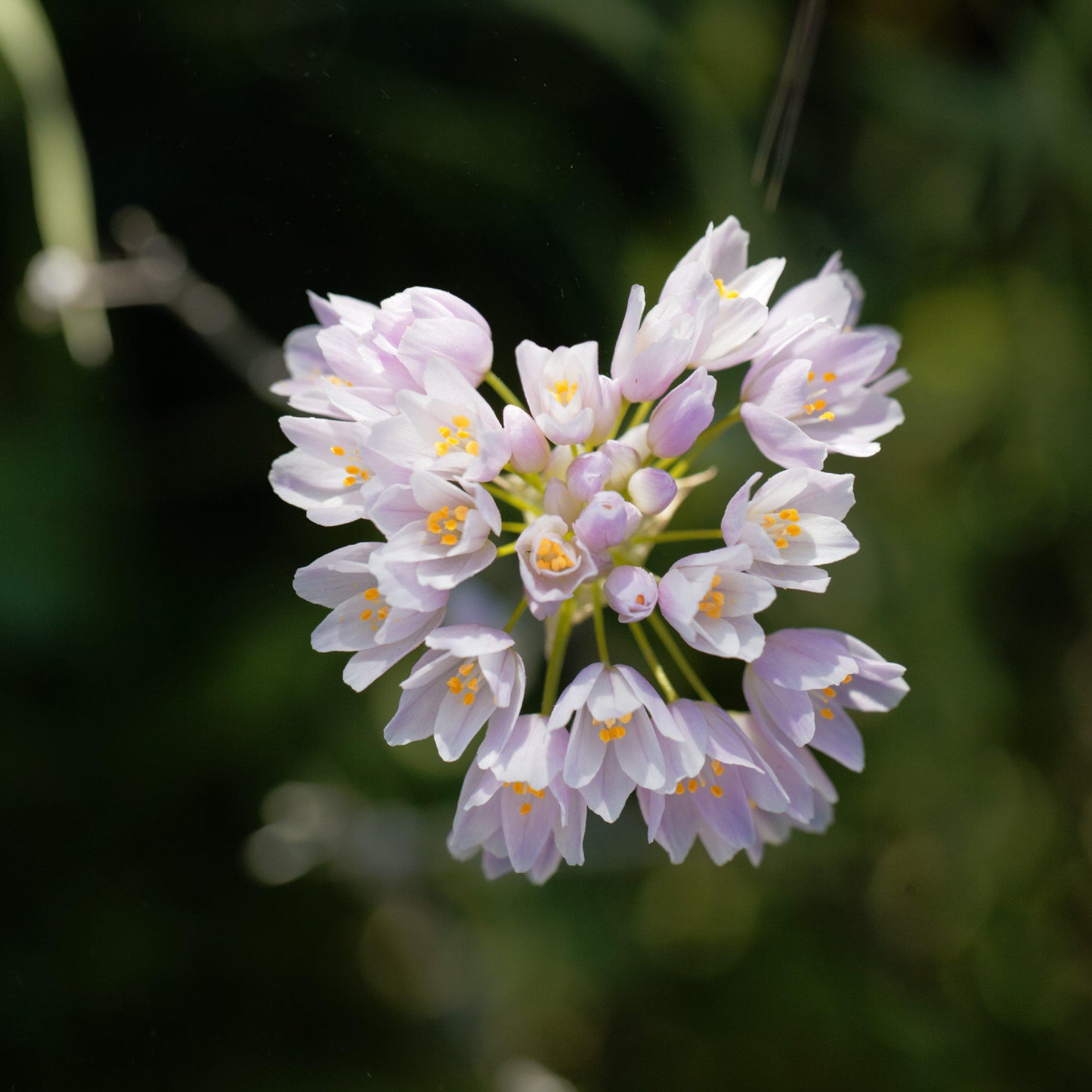 Rosy Garlic Allium - PreOrder