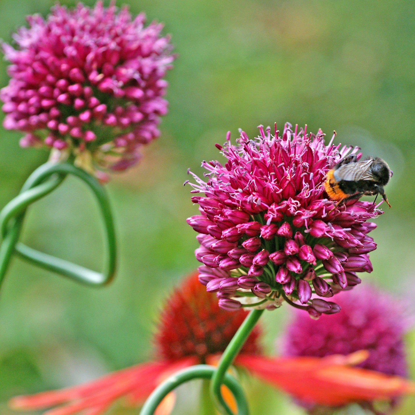 Drumstick Allium - PreOrder
