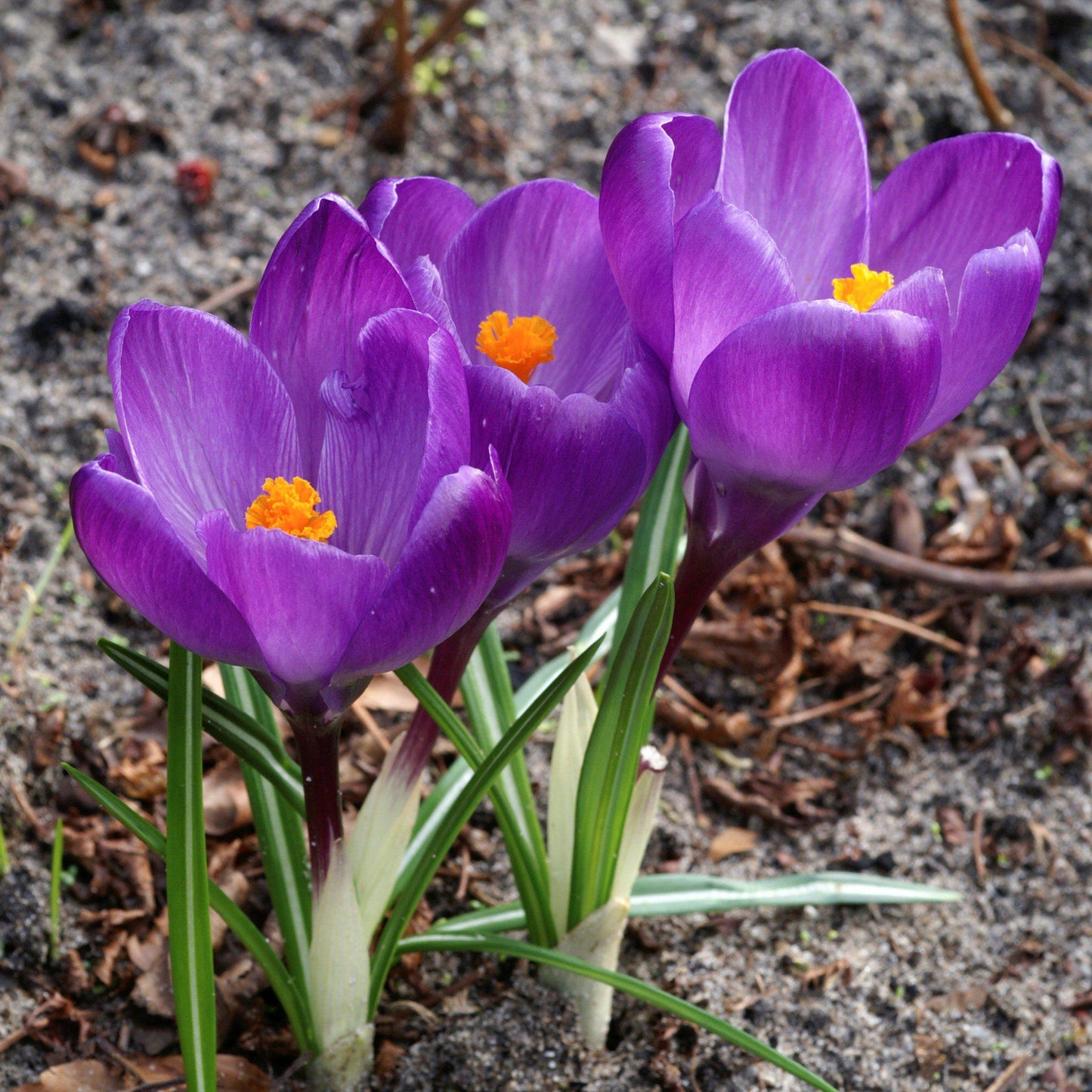 Flower Record Crocus