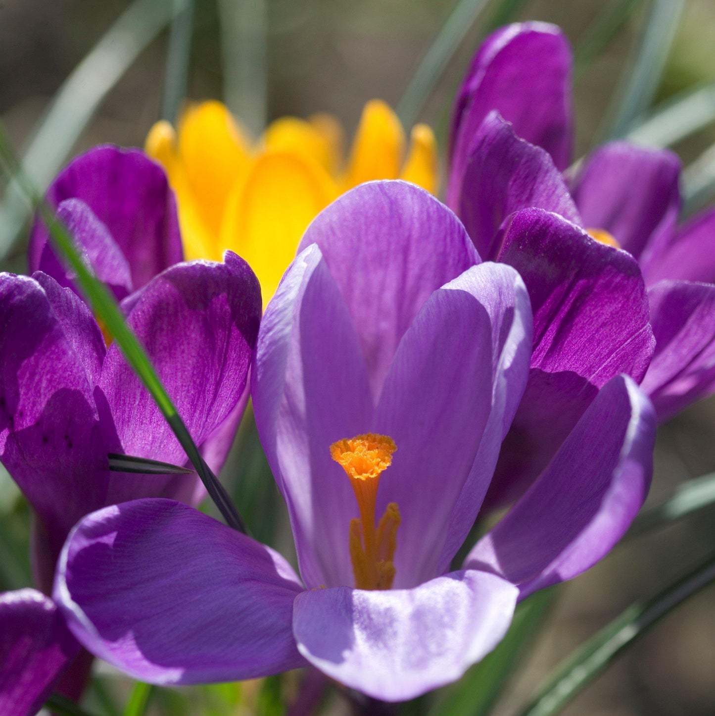 Flower Record Crocus
