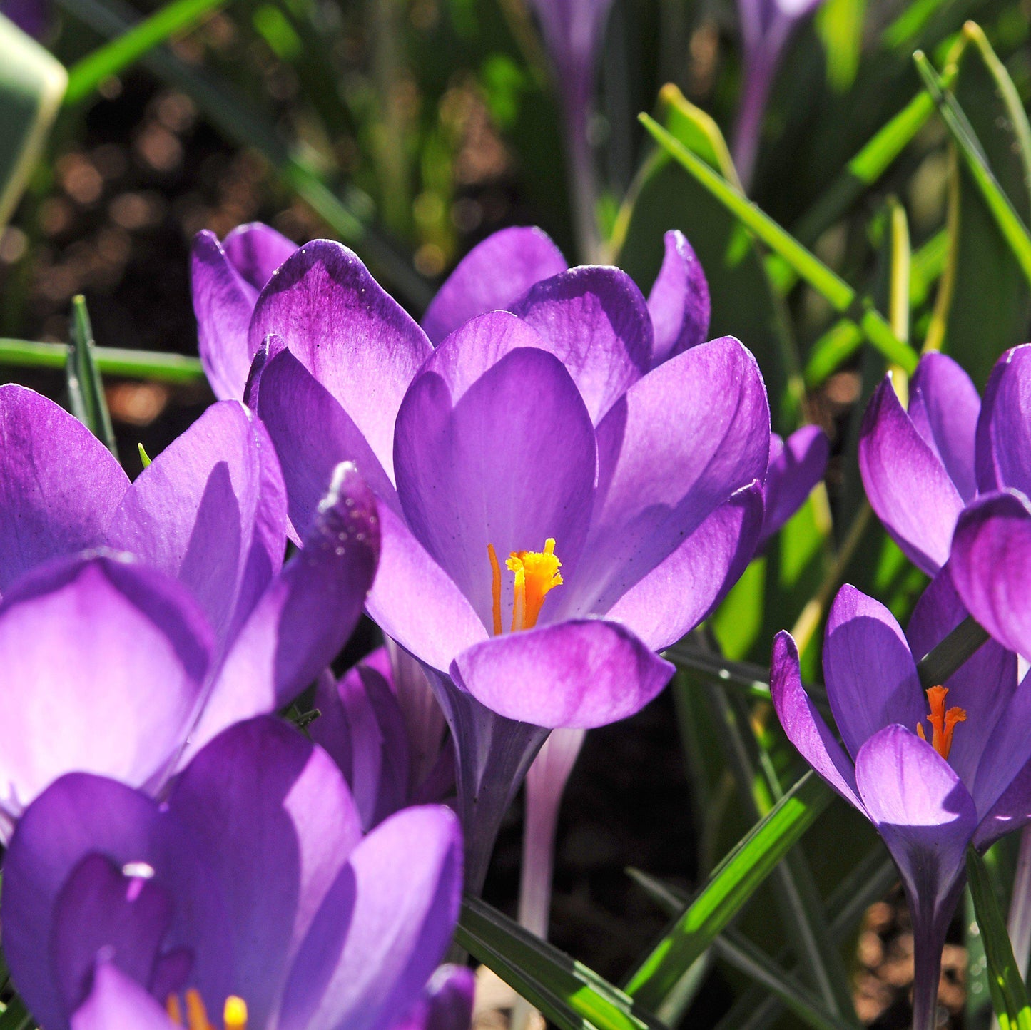 Flower Record Crocus