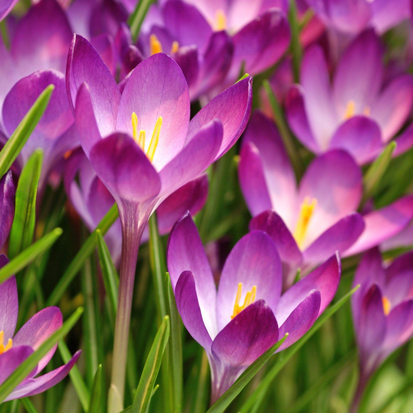 Ruby Giant (Fragrant) Crocus