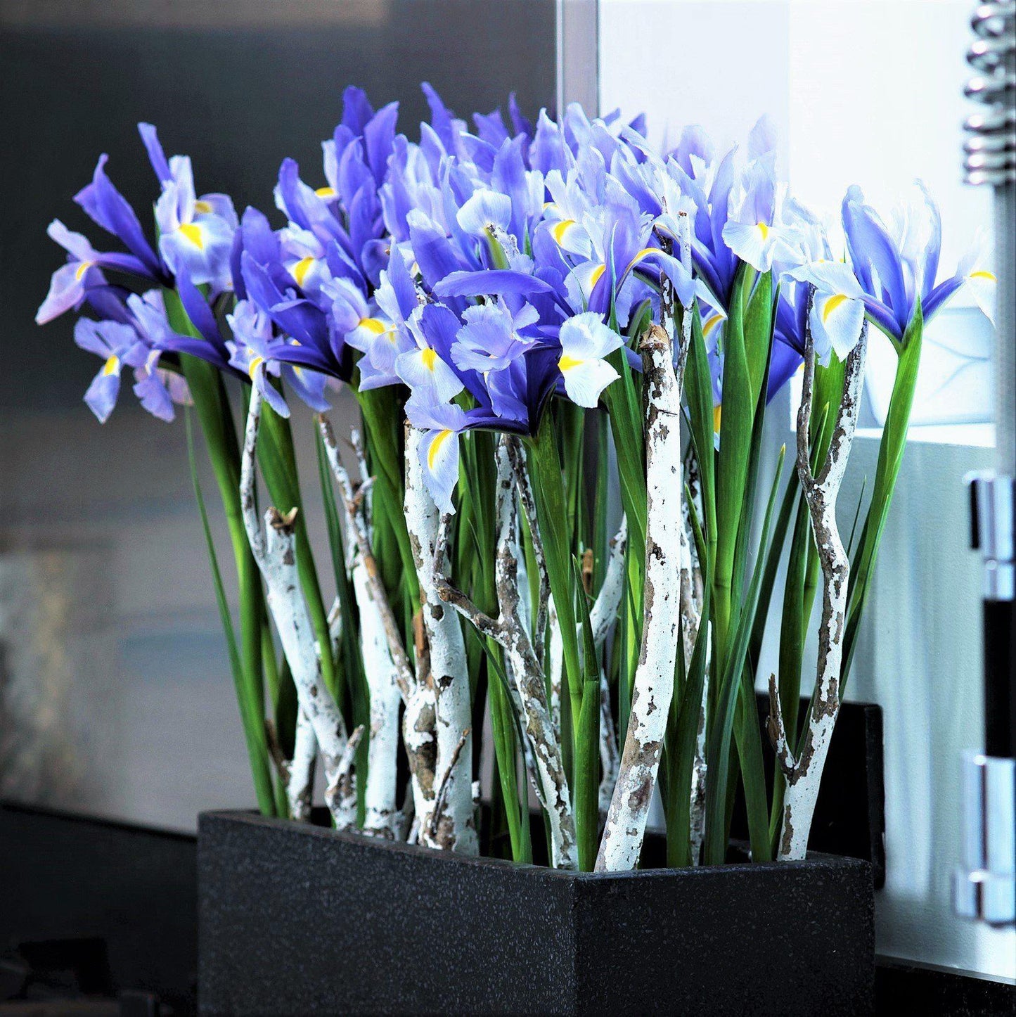 Dutch Iris - Blue Diamond