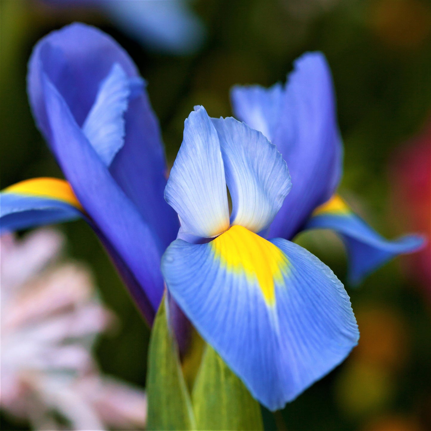 Dutch Iris - Spring Sparkle Mix