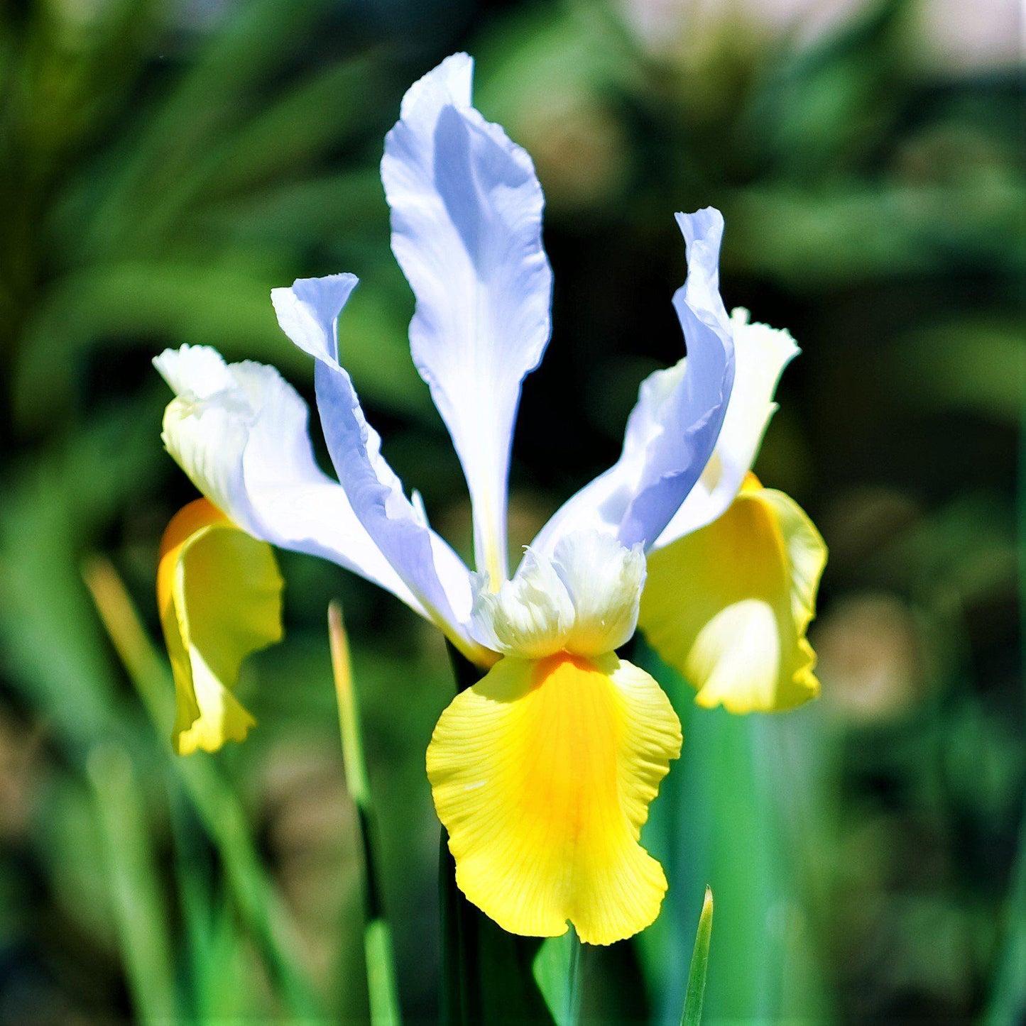 Dutch Iris - Spring Sparkle Mix