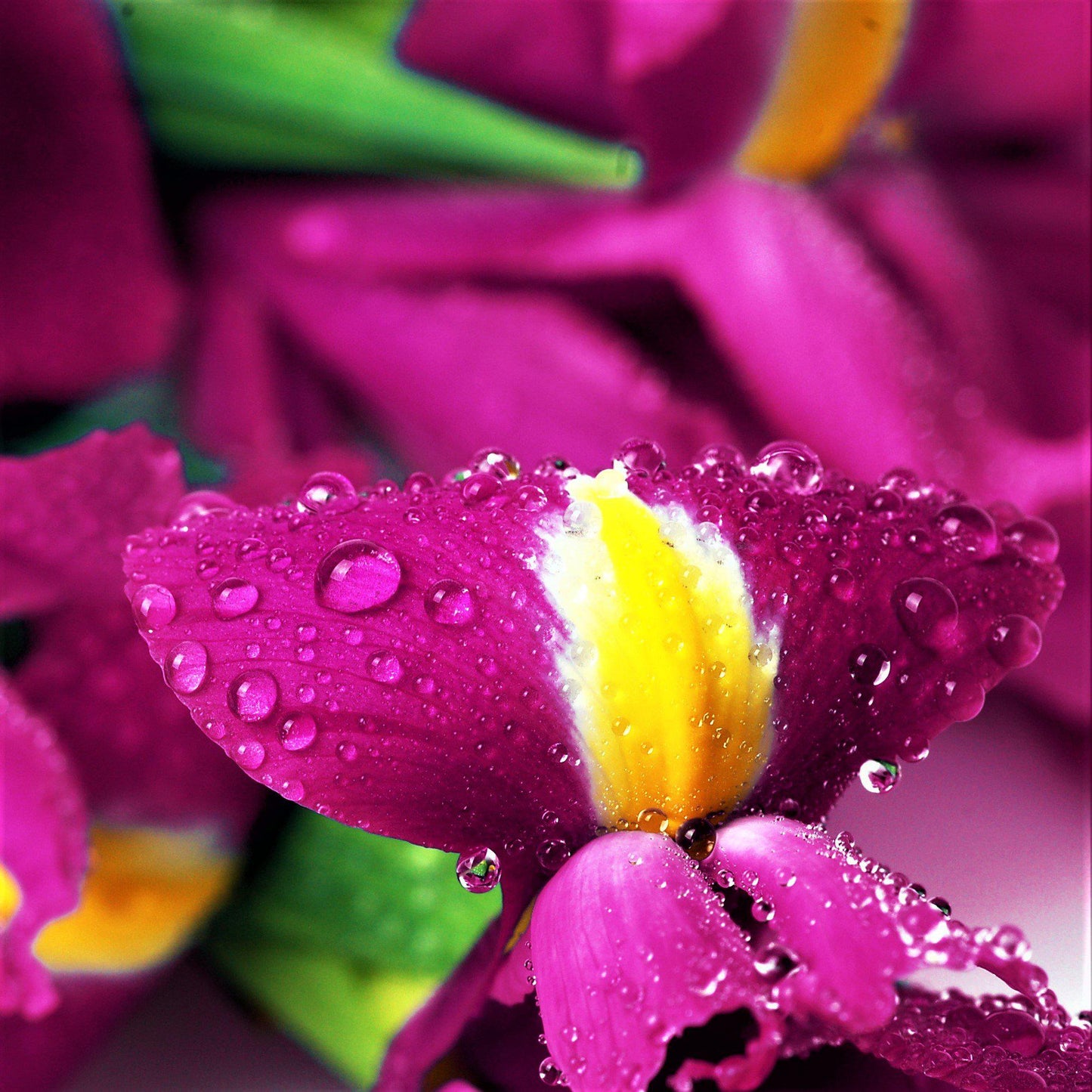 Dutch Iris - Spring Sparkle Mix