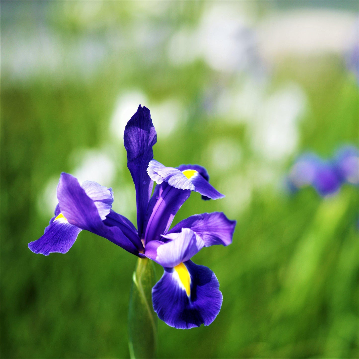 Dutch Iris - Telstar