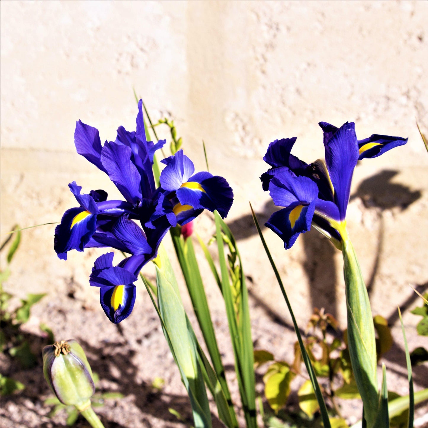 Dutch Iris - Telstar