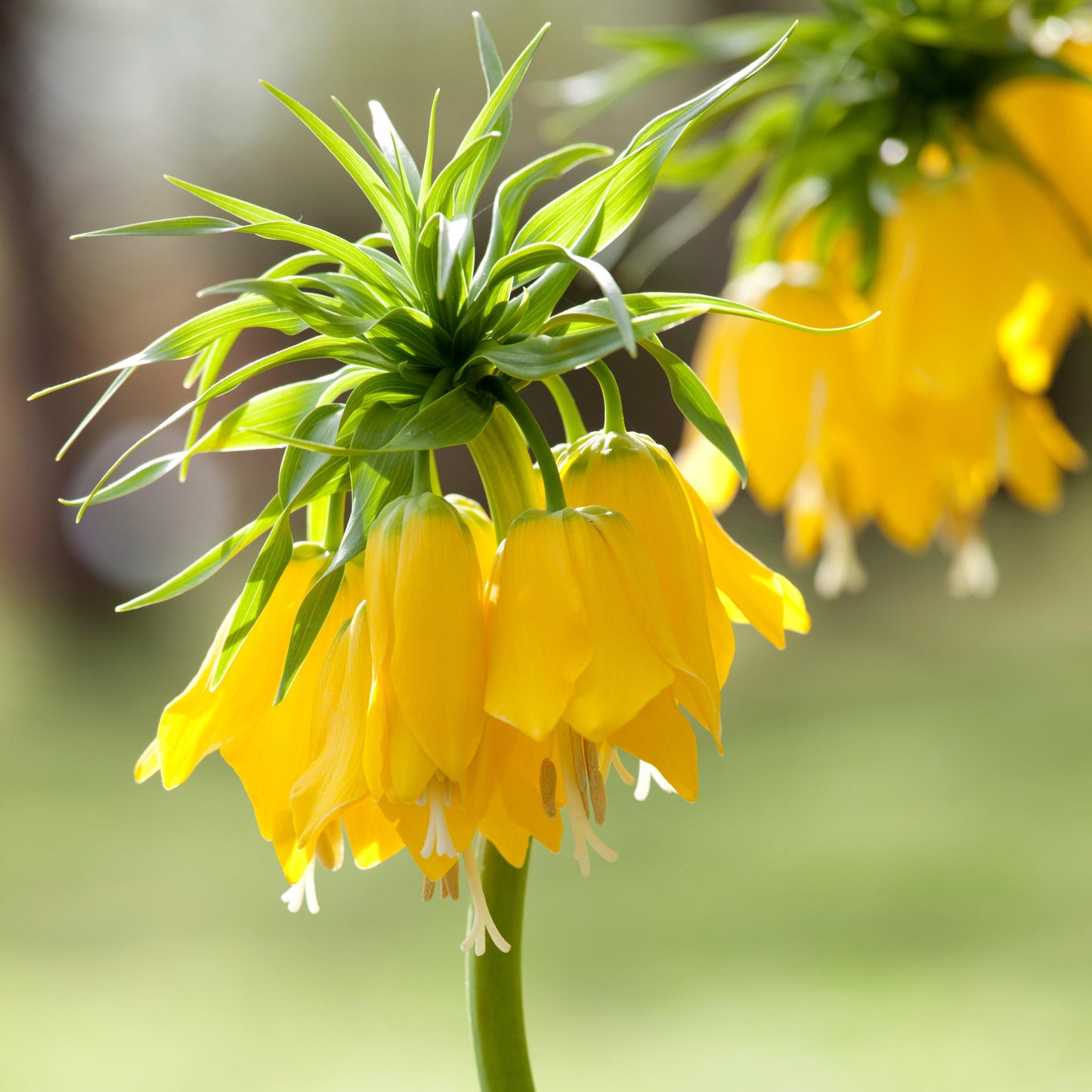Fritillaria - Crown Imperial Yellow