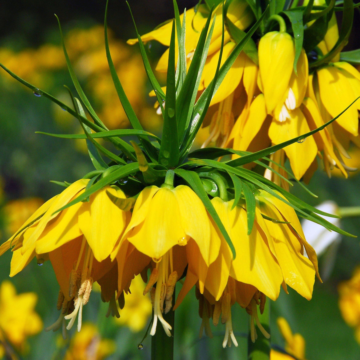 Fritillaria - Crown Imperial Yellow