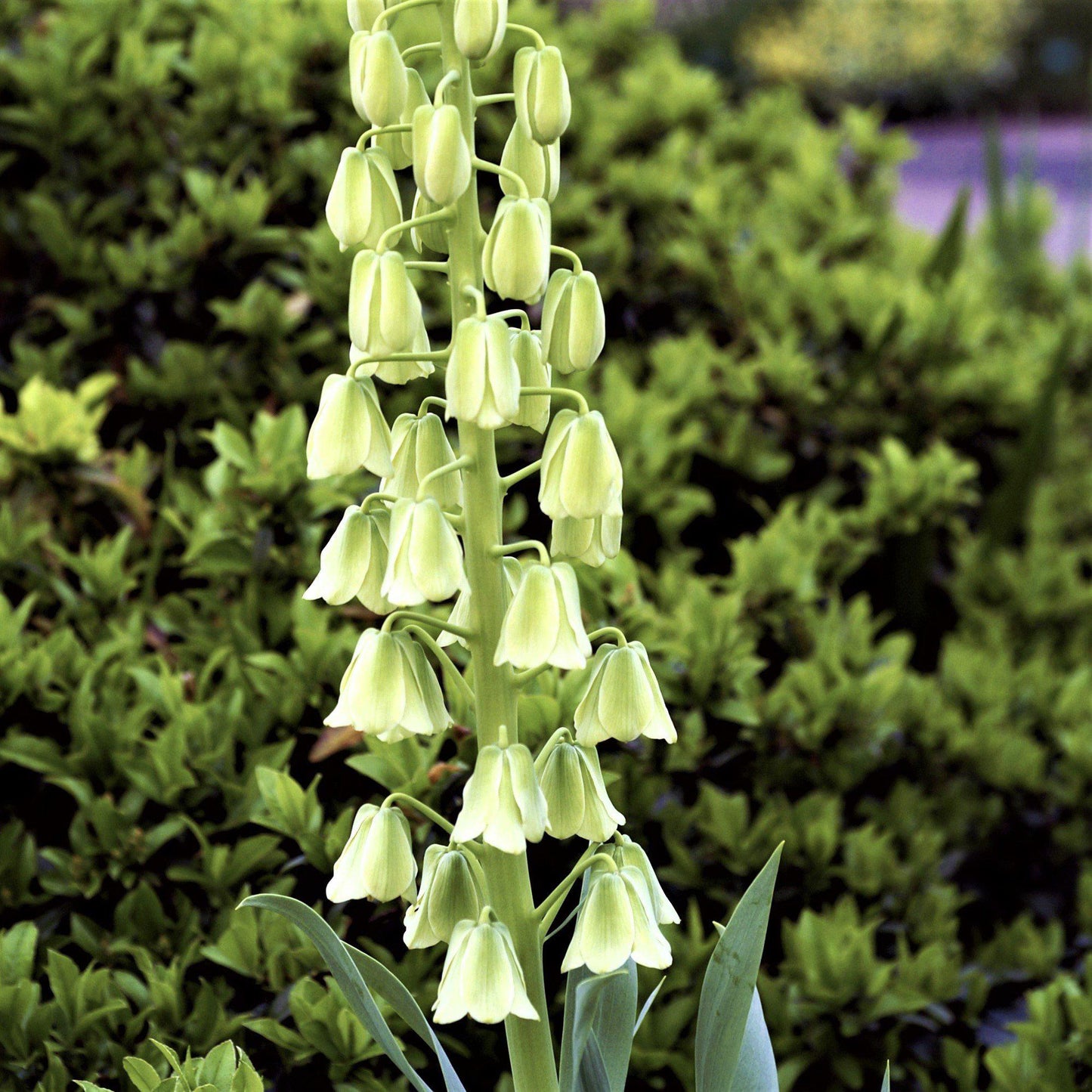 Fritillaria - Persica Alba