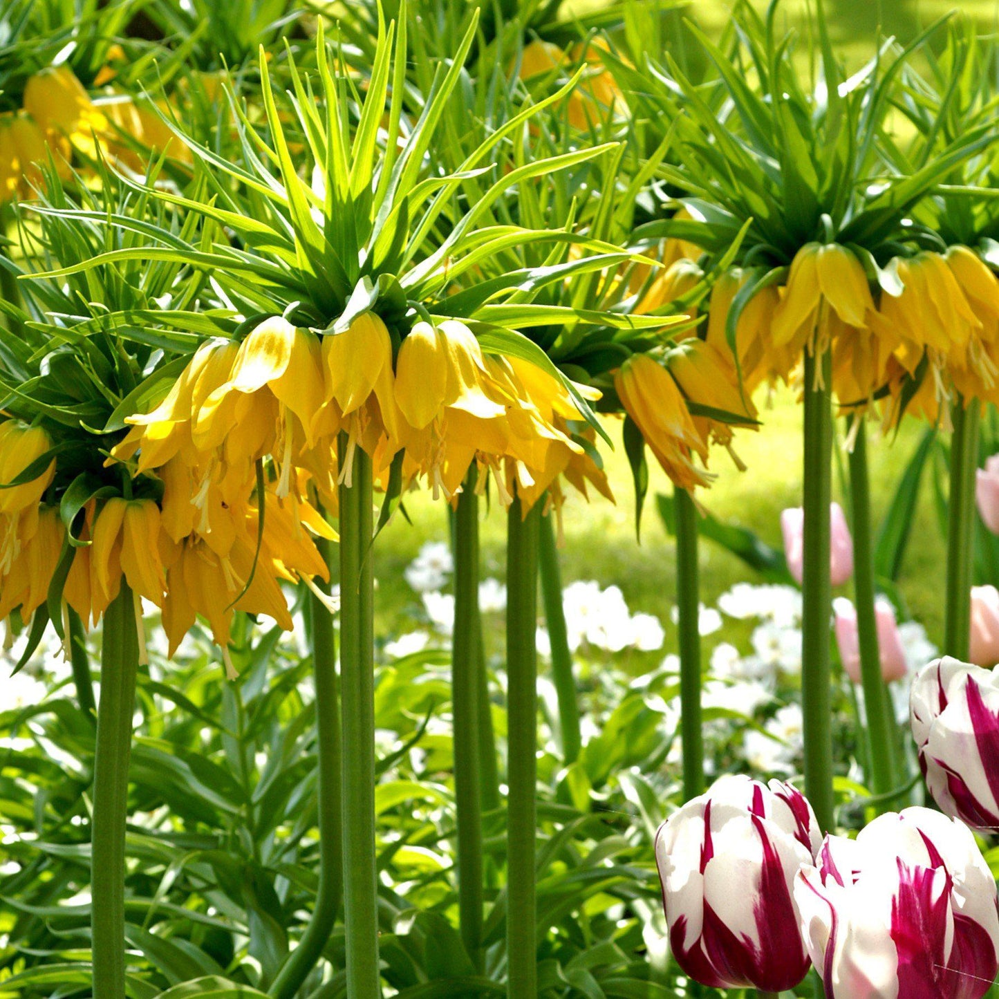 Fritillaria - Crown Imperial Yellow