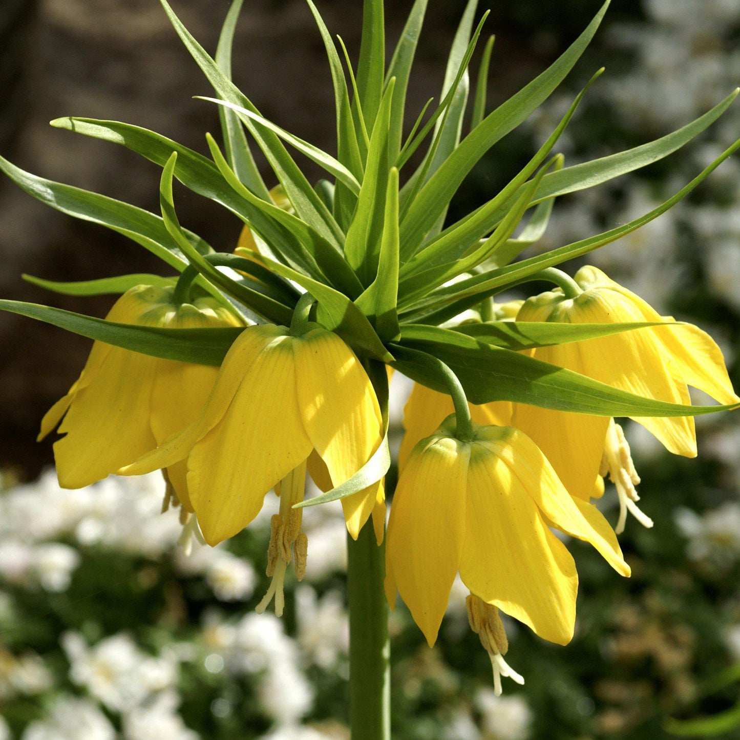 Fritillaria - Crown Imperial Yellow