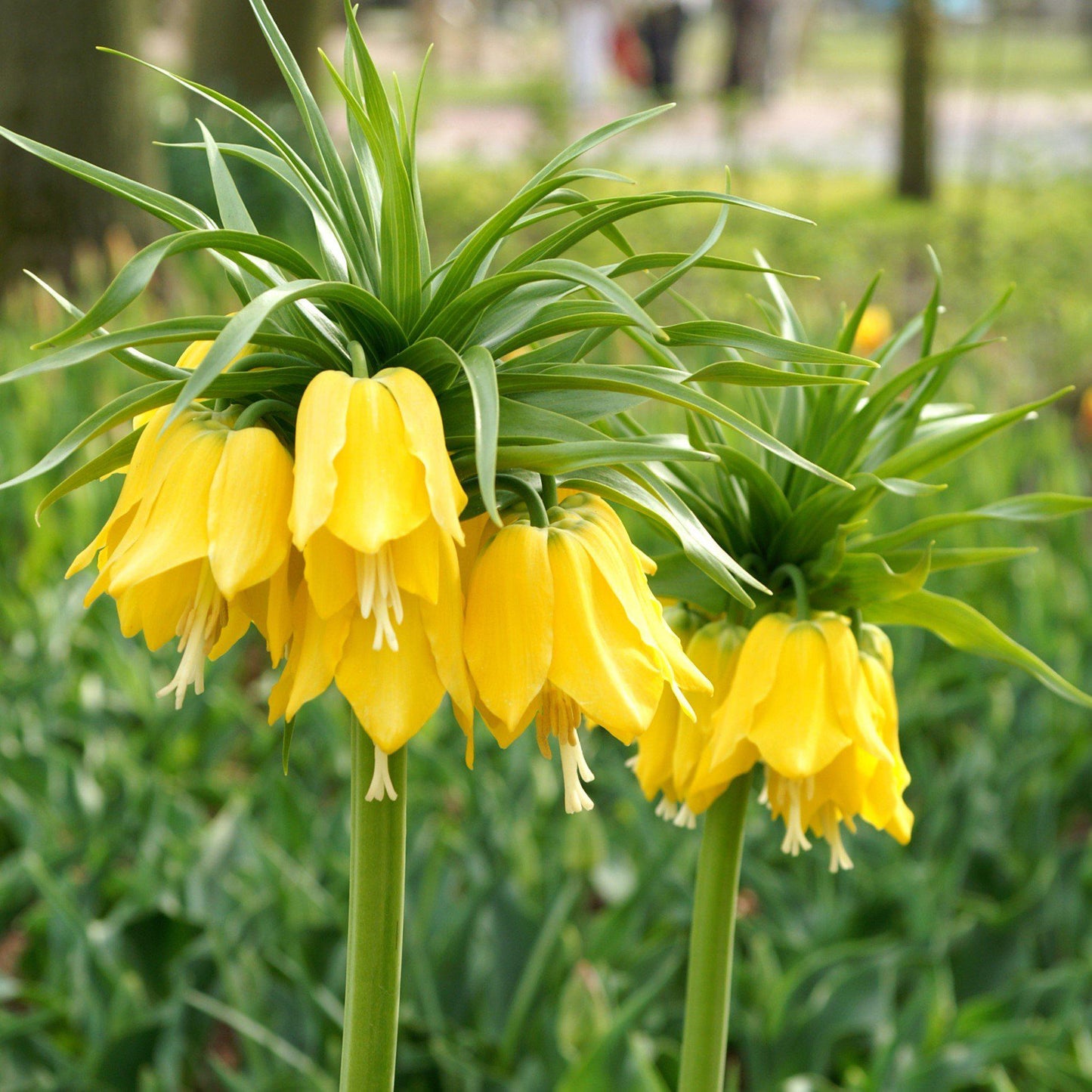 Fritillaria - Crown Imperial Yellow