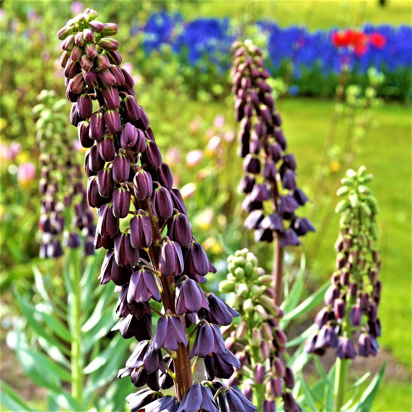 Fritillaria - Persica Belltower Collection