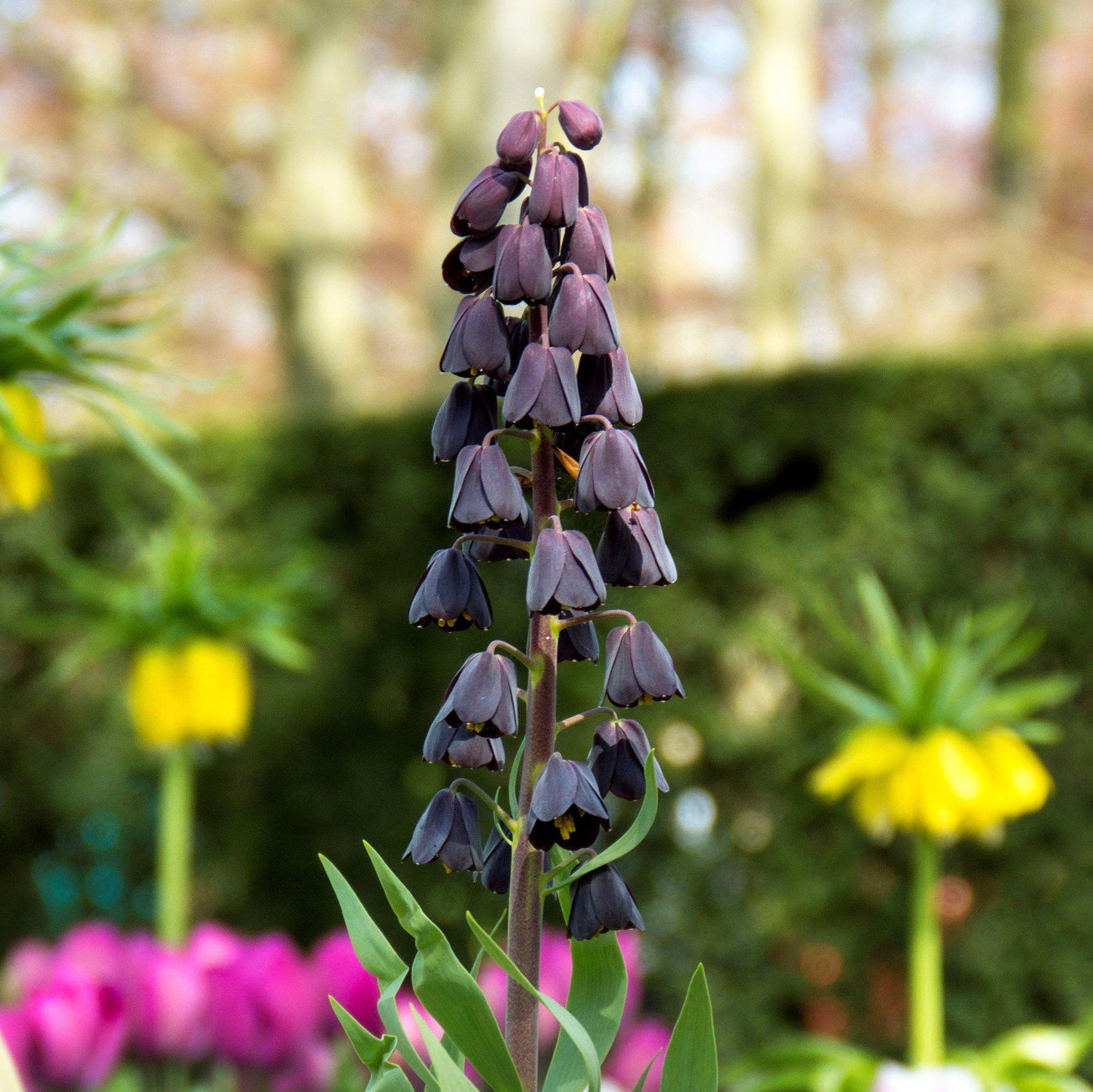 Fritillaria - Persica Plum Bells