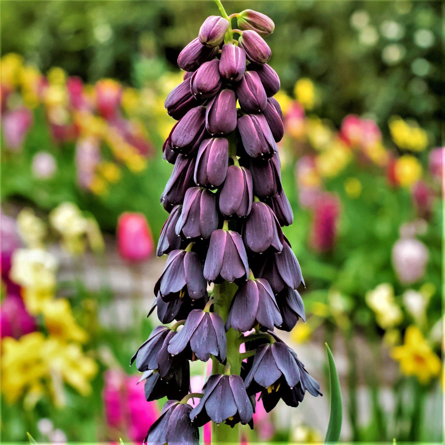 Fritillaria - Persica Belltower Collection