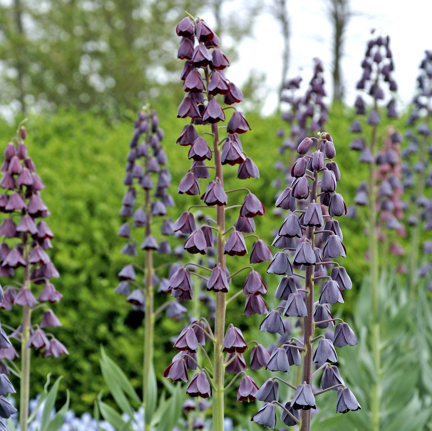 Fritillaria - Persica Plum Bells