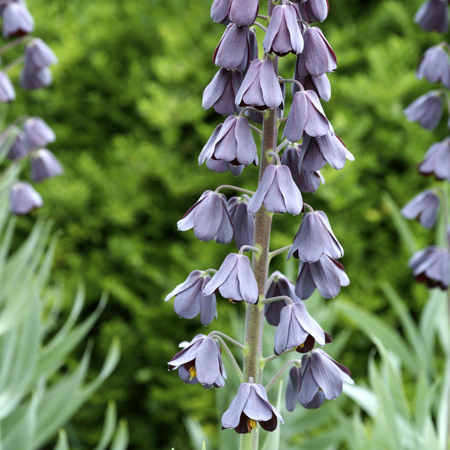 Fritillaria - Persica Plum Bells