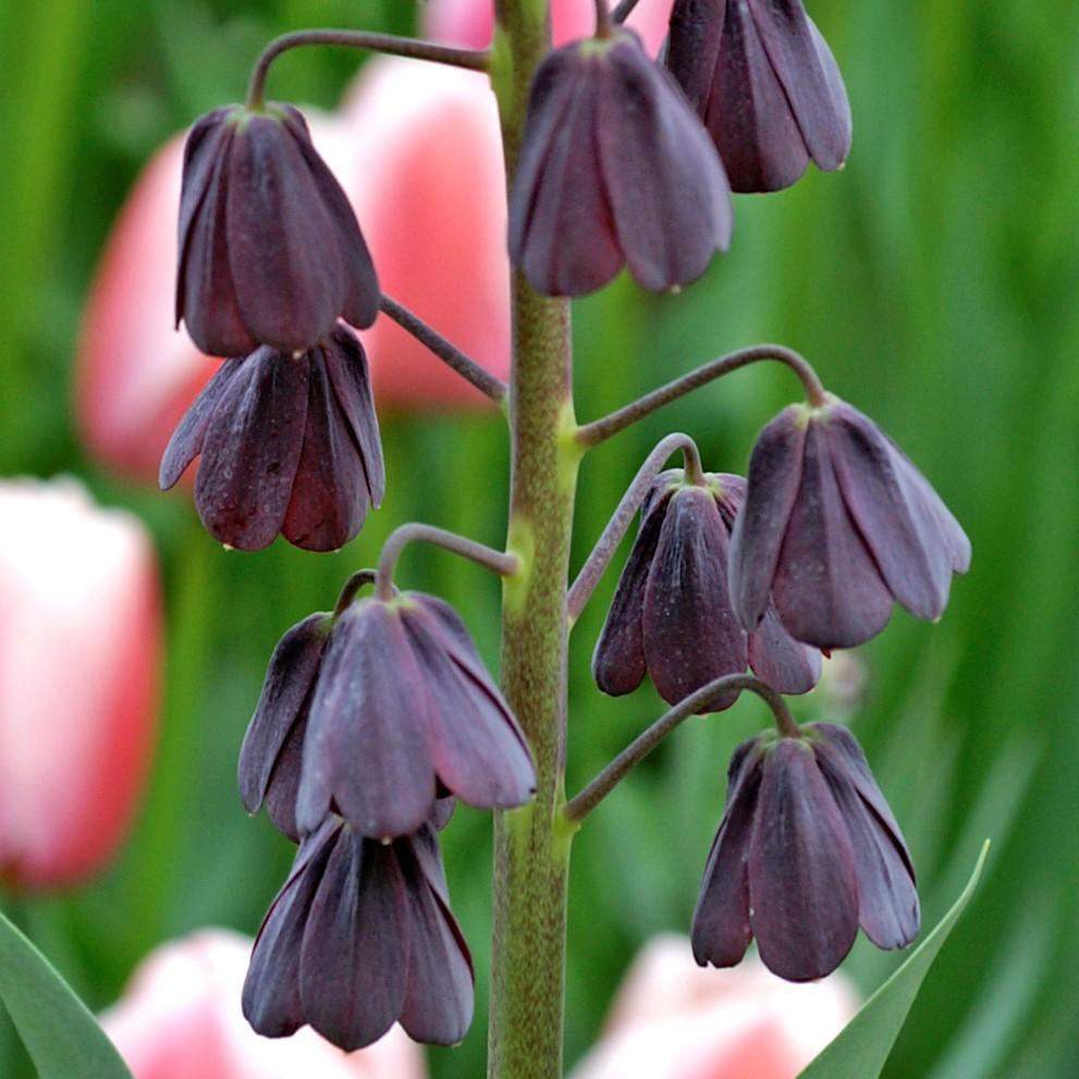 Fritillaria - Persica Plum Bells