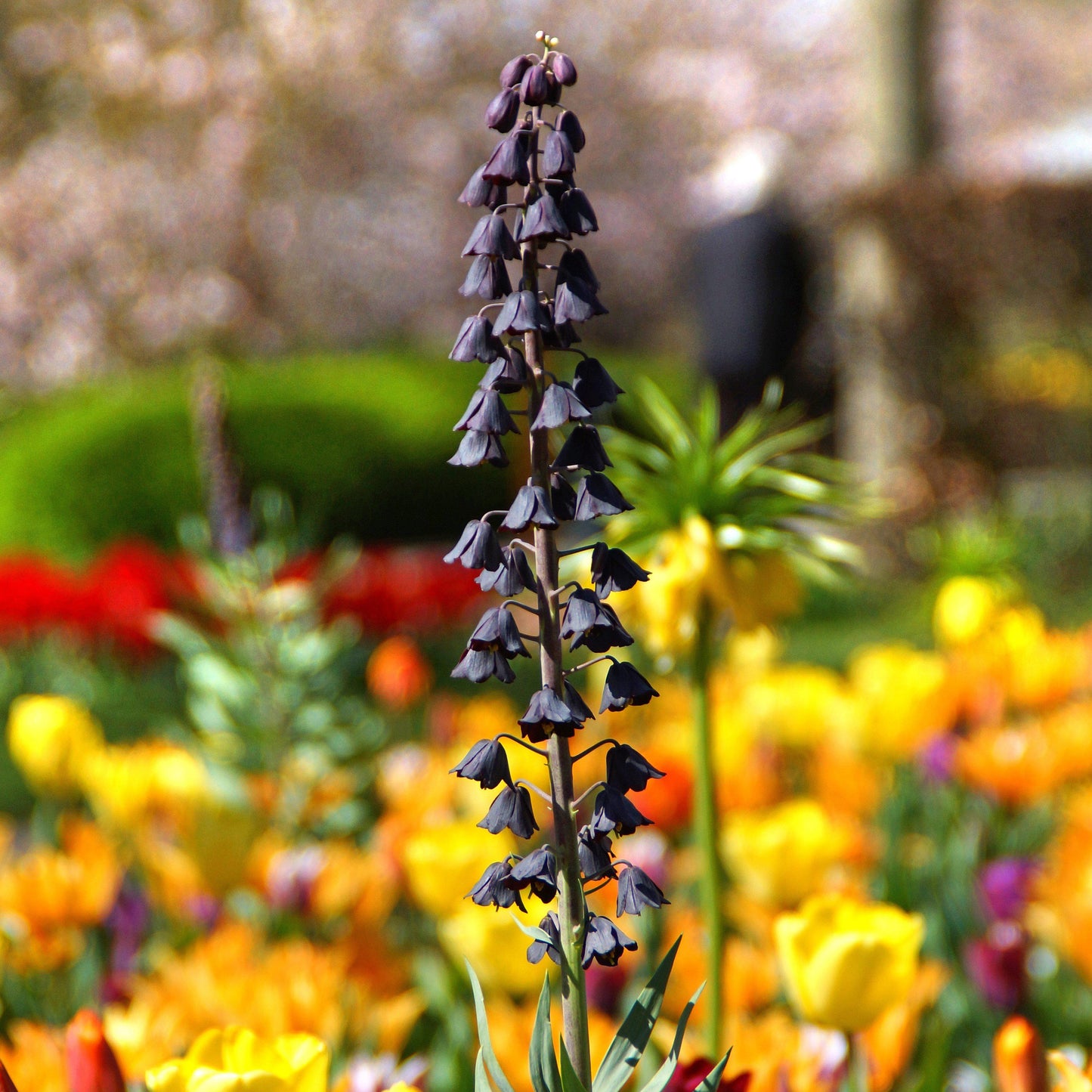 Fritillaria - Persica Plum Bells