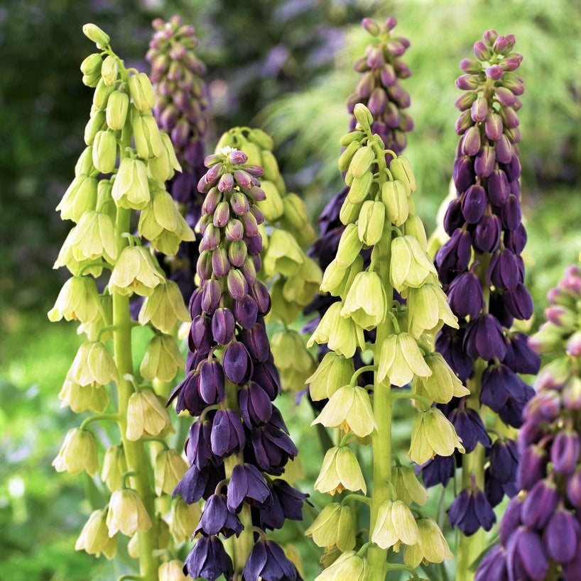 Fritillaria - Persica Belltower Collection