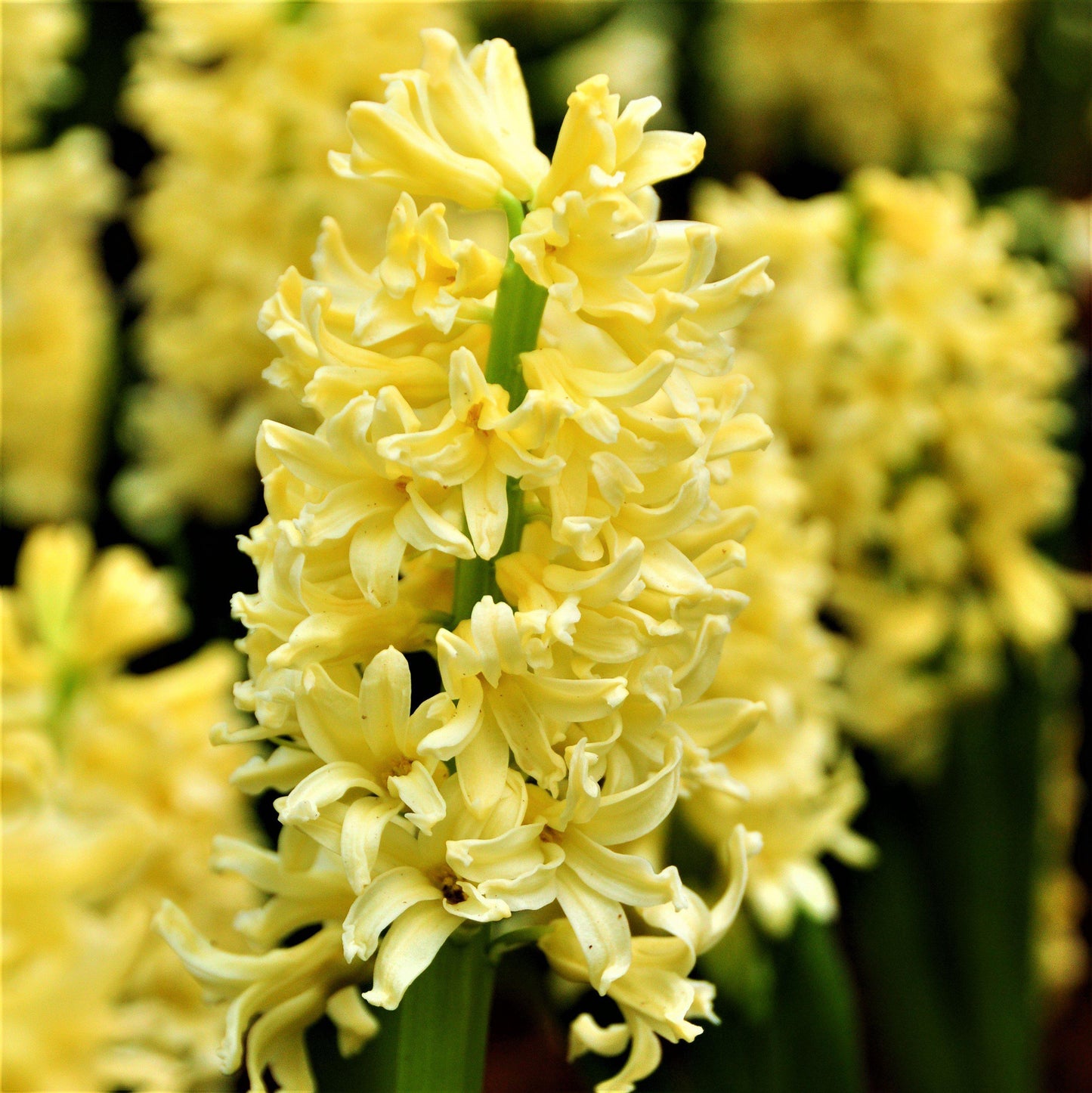 Hyacinth - City of Harlem