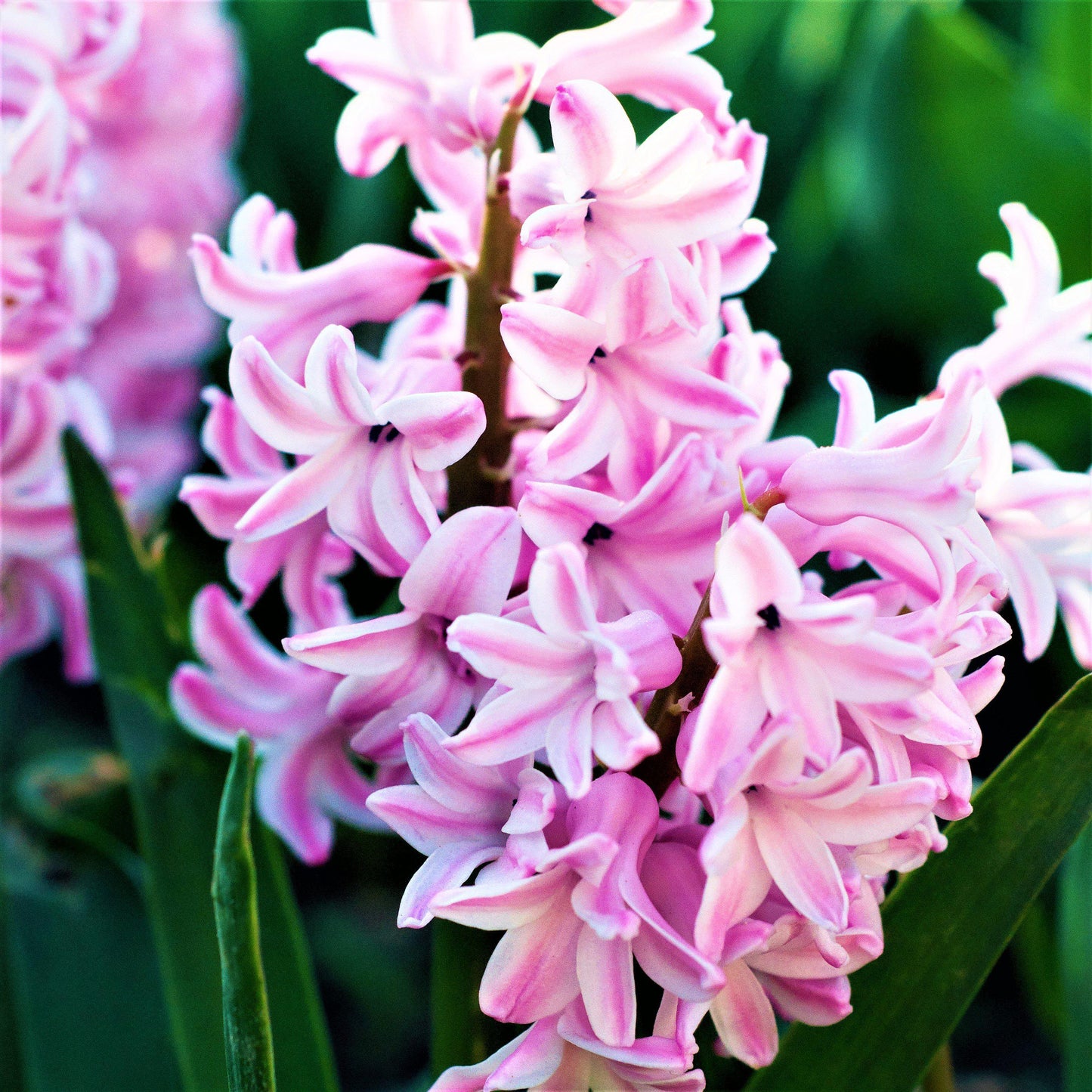 Hyacinth - Fondant