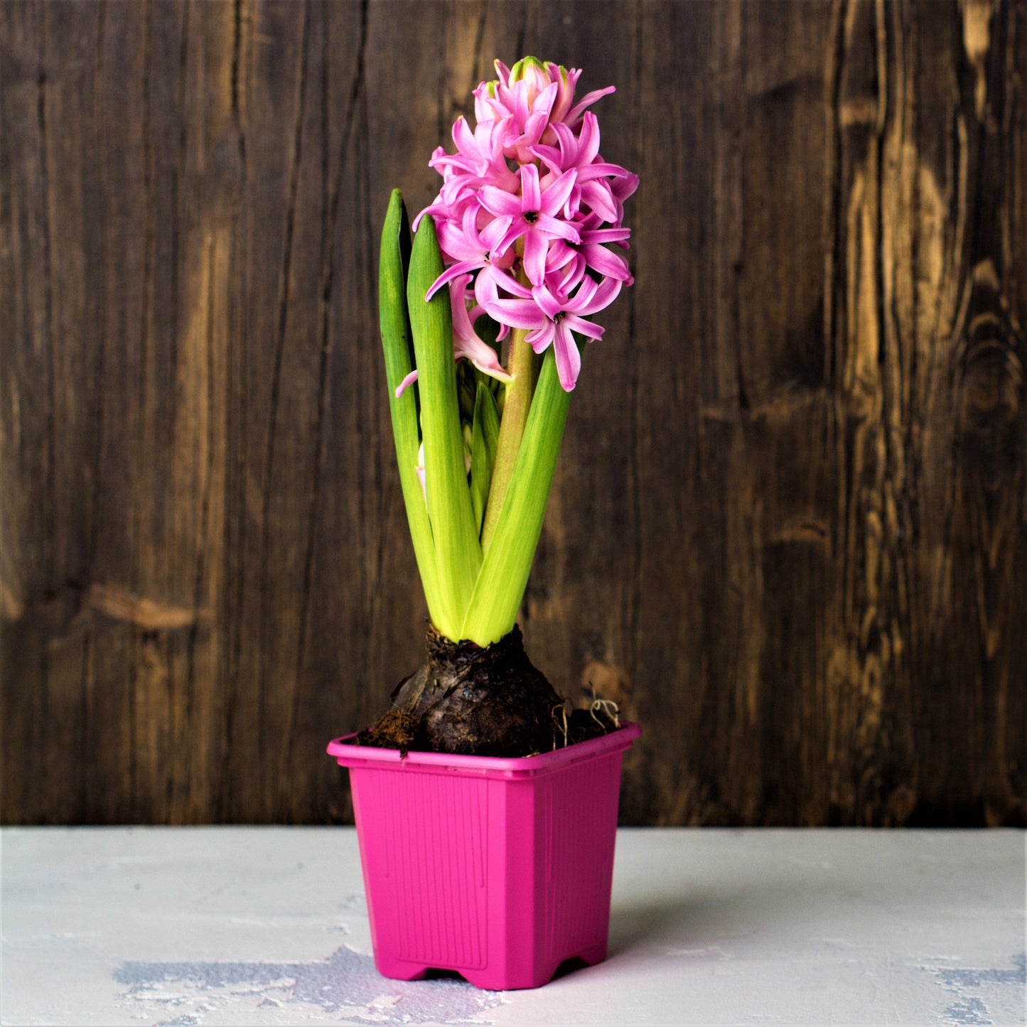 Hyacinth - Fondant