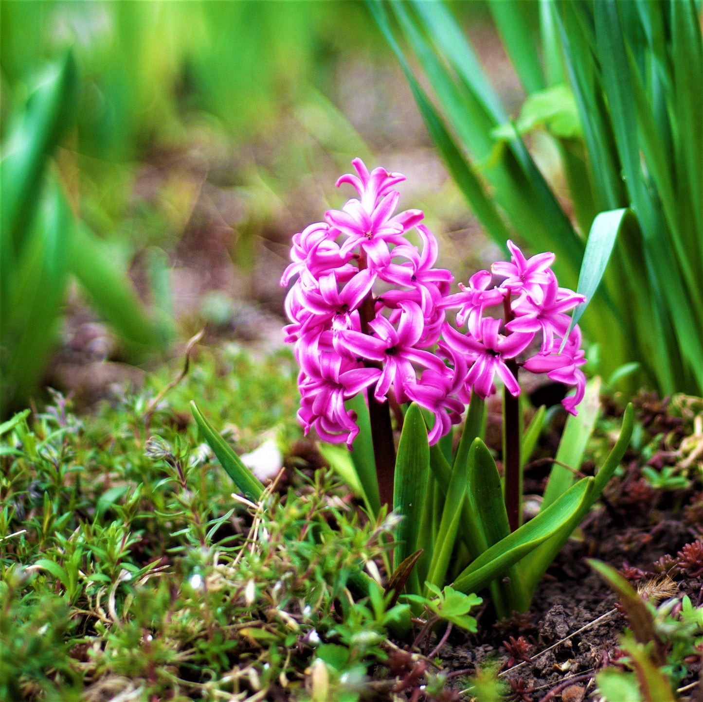 Hyacinth - Sweet Berries Mix