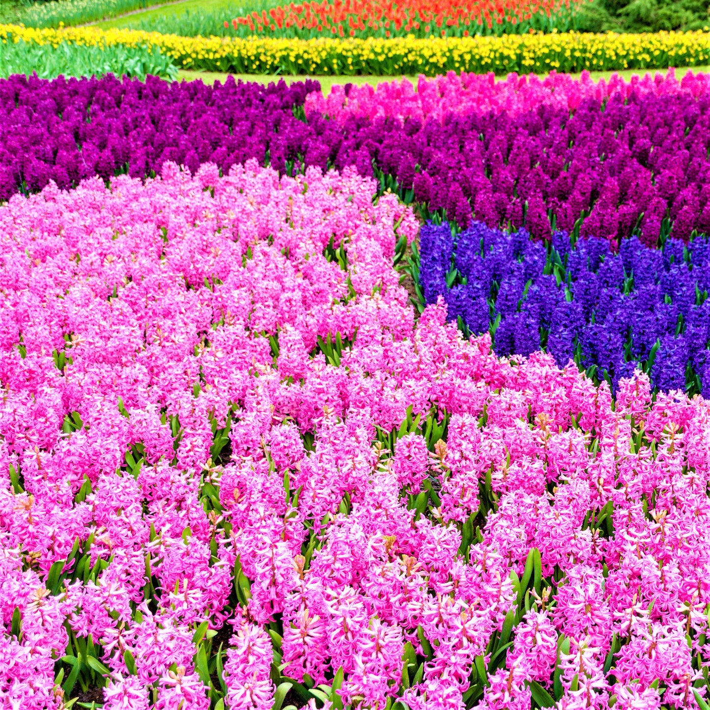 Hyacinth - Fondant