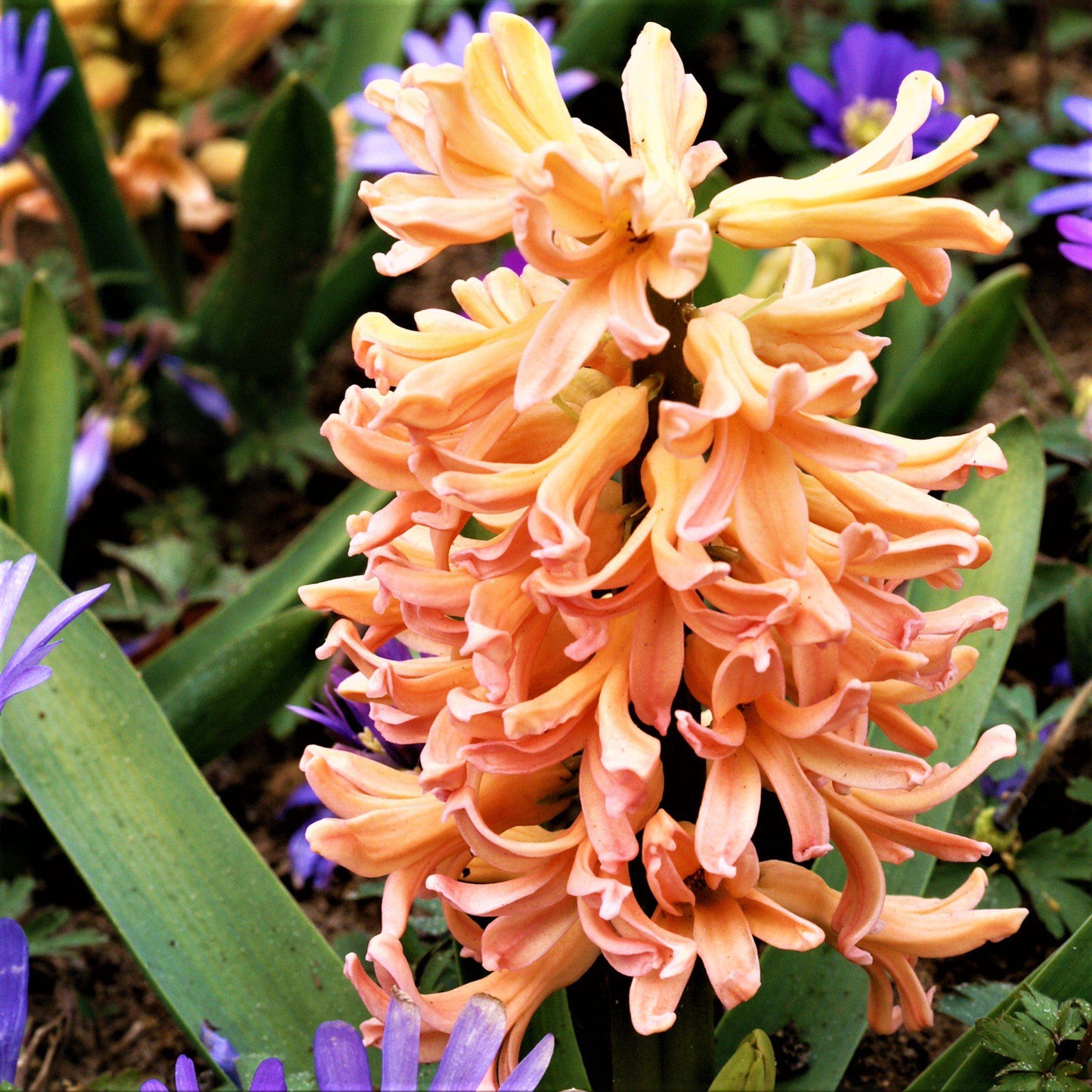Hyacinth - Gypsy Queen