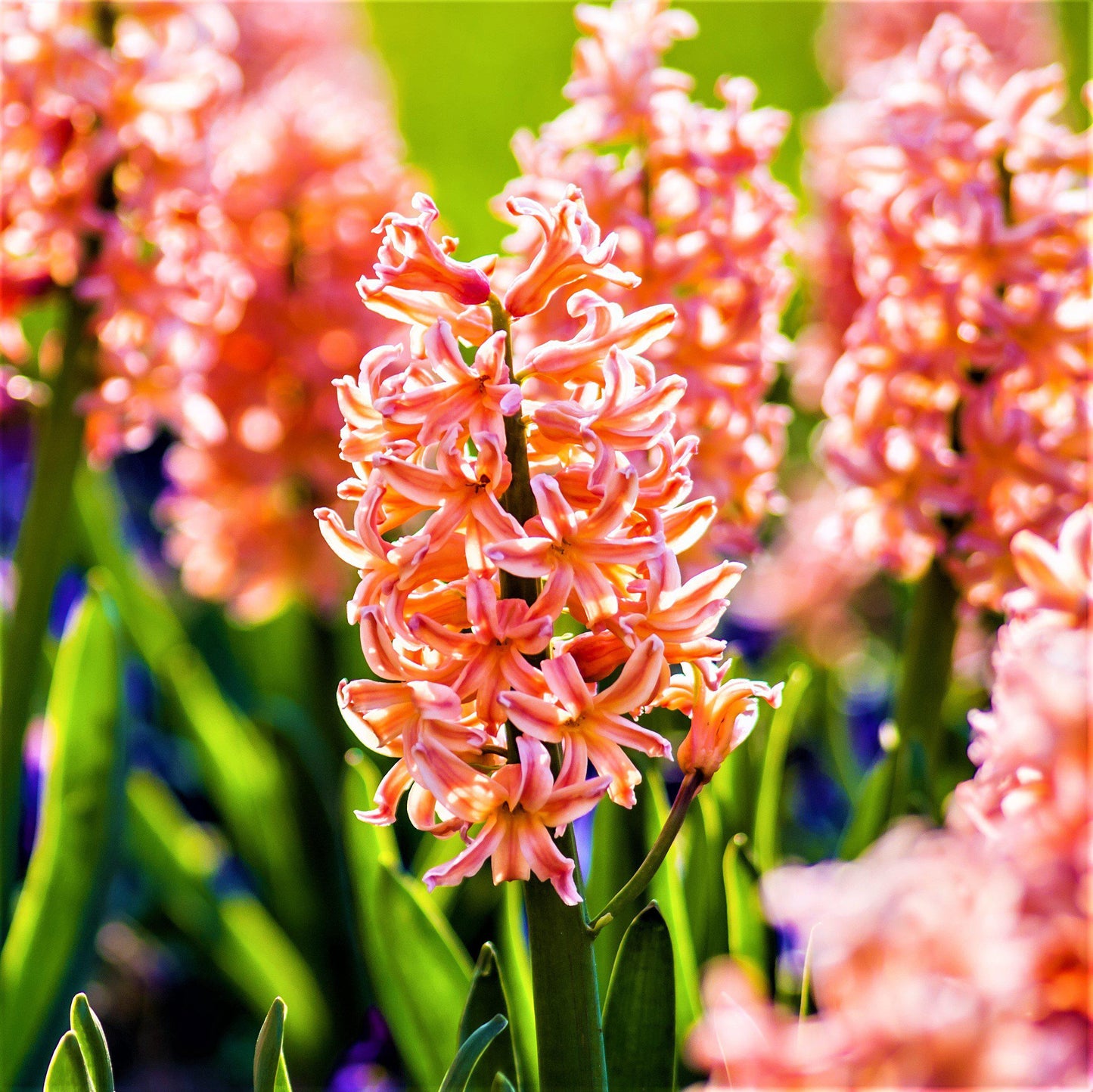 Hyacinth - Gypsy Queen