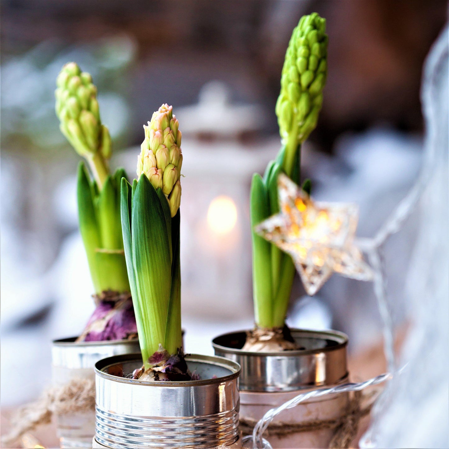 Hyacinth - Gypsy Queen