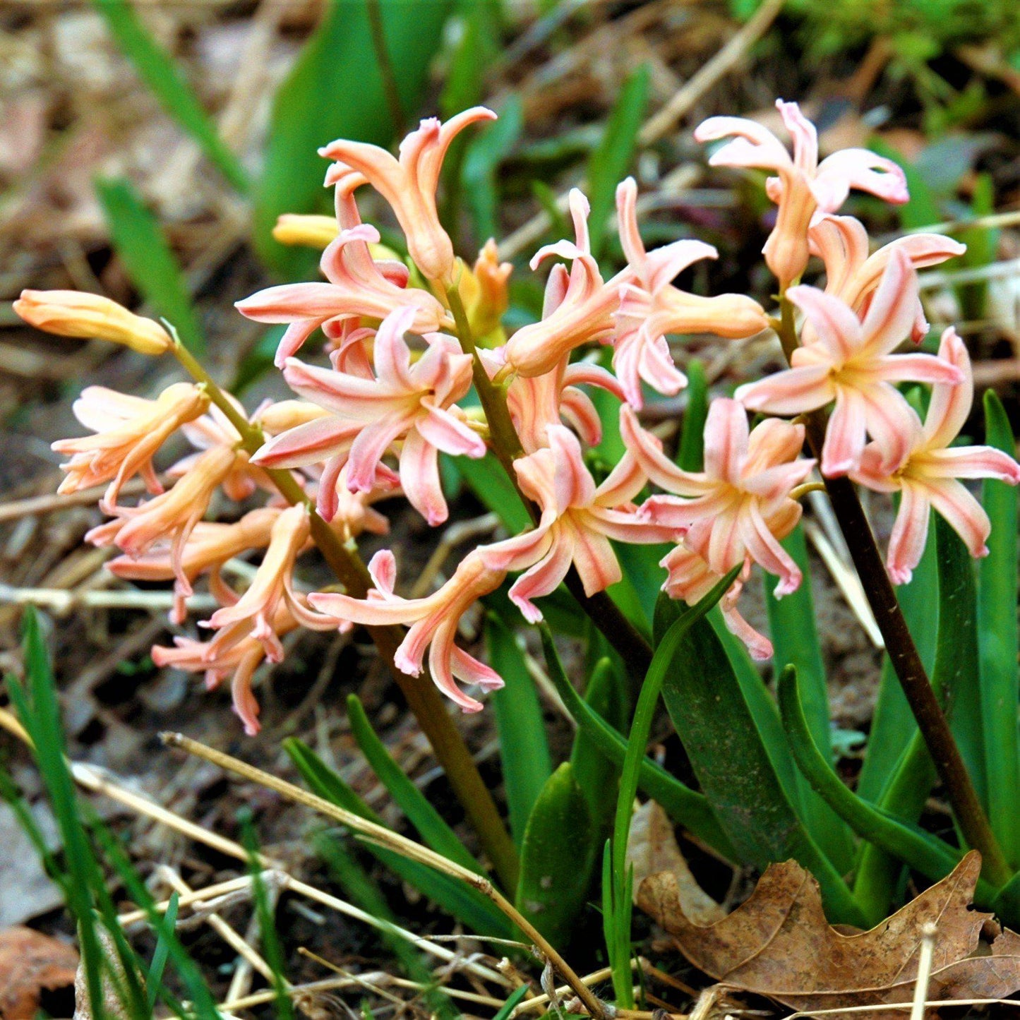 Hyacinth - Gypsy Queen