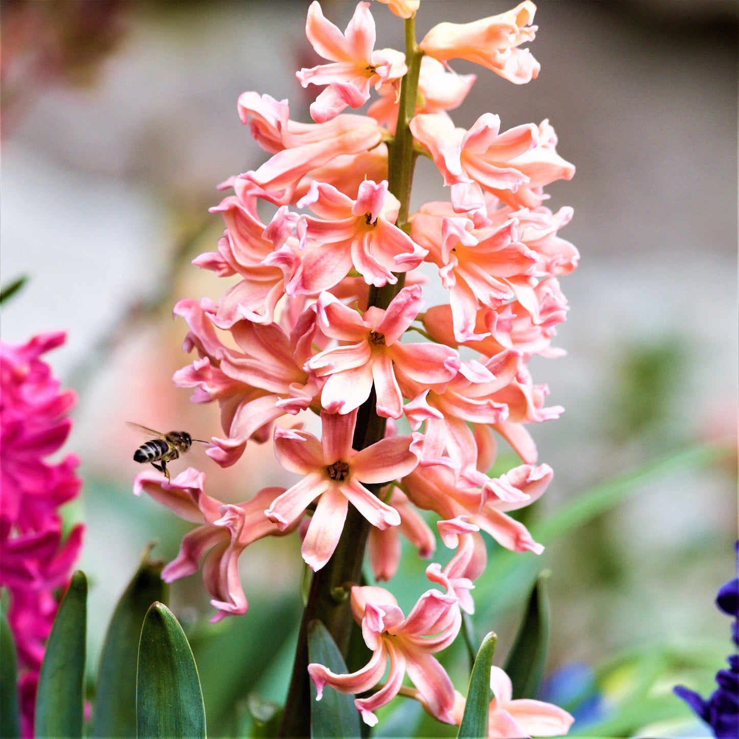 Hyacinth - Gypsy Queen