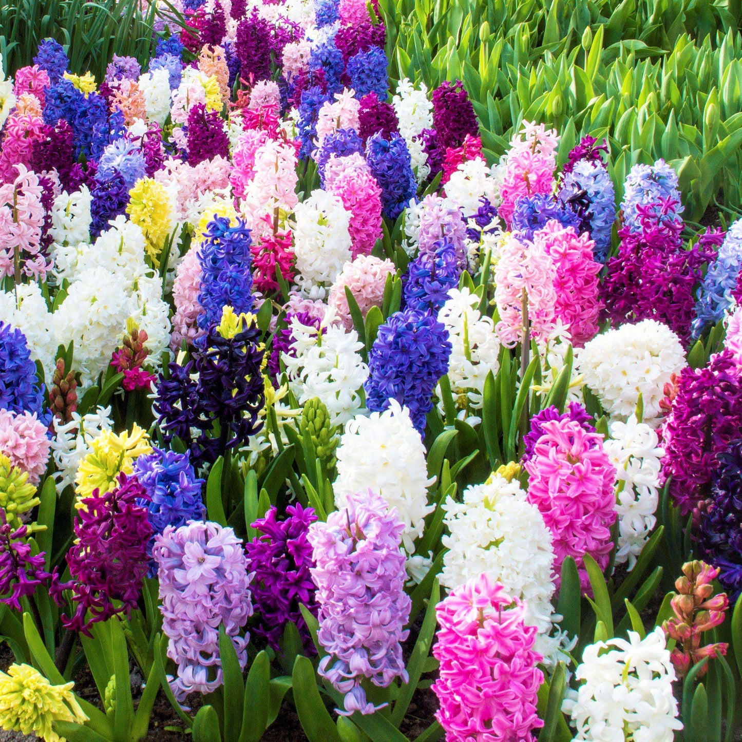 Hyacinth - Fragrant Path Mix