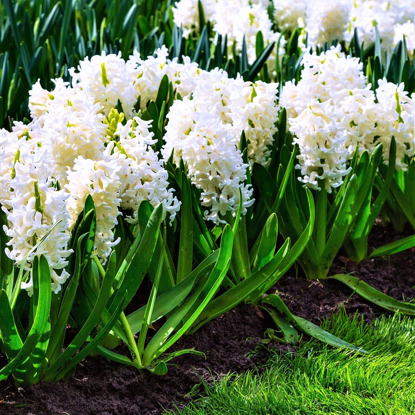 Hyacinth - White Pearl