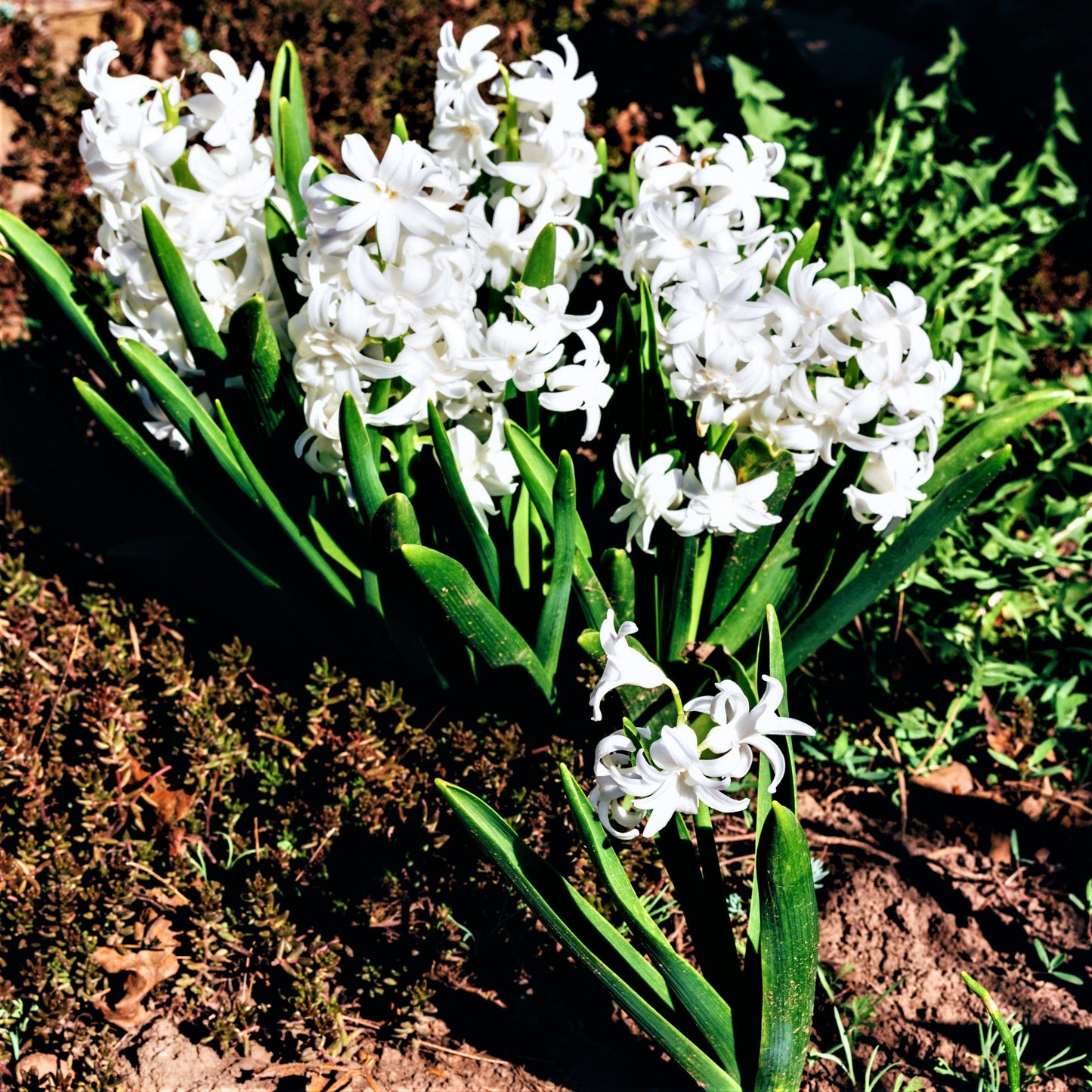 Hyacinth - White Pearl
