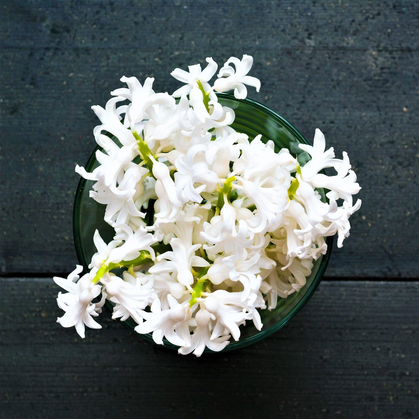 Hyacinth - White Pearl