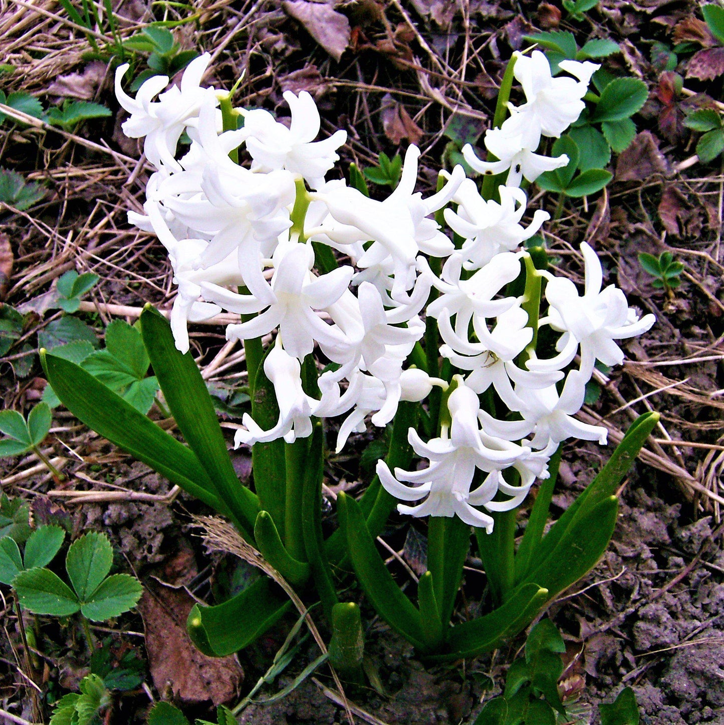 Hyacinth - White Pearl