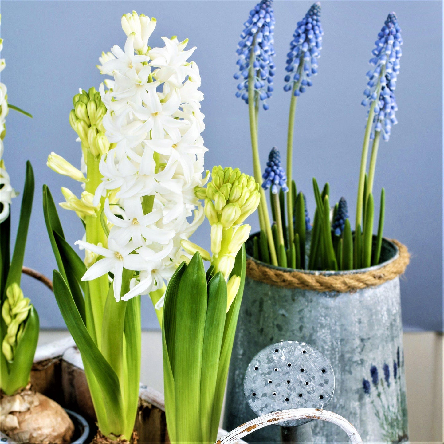 Hyacinth - White Pearl