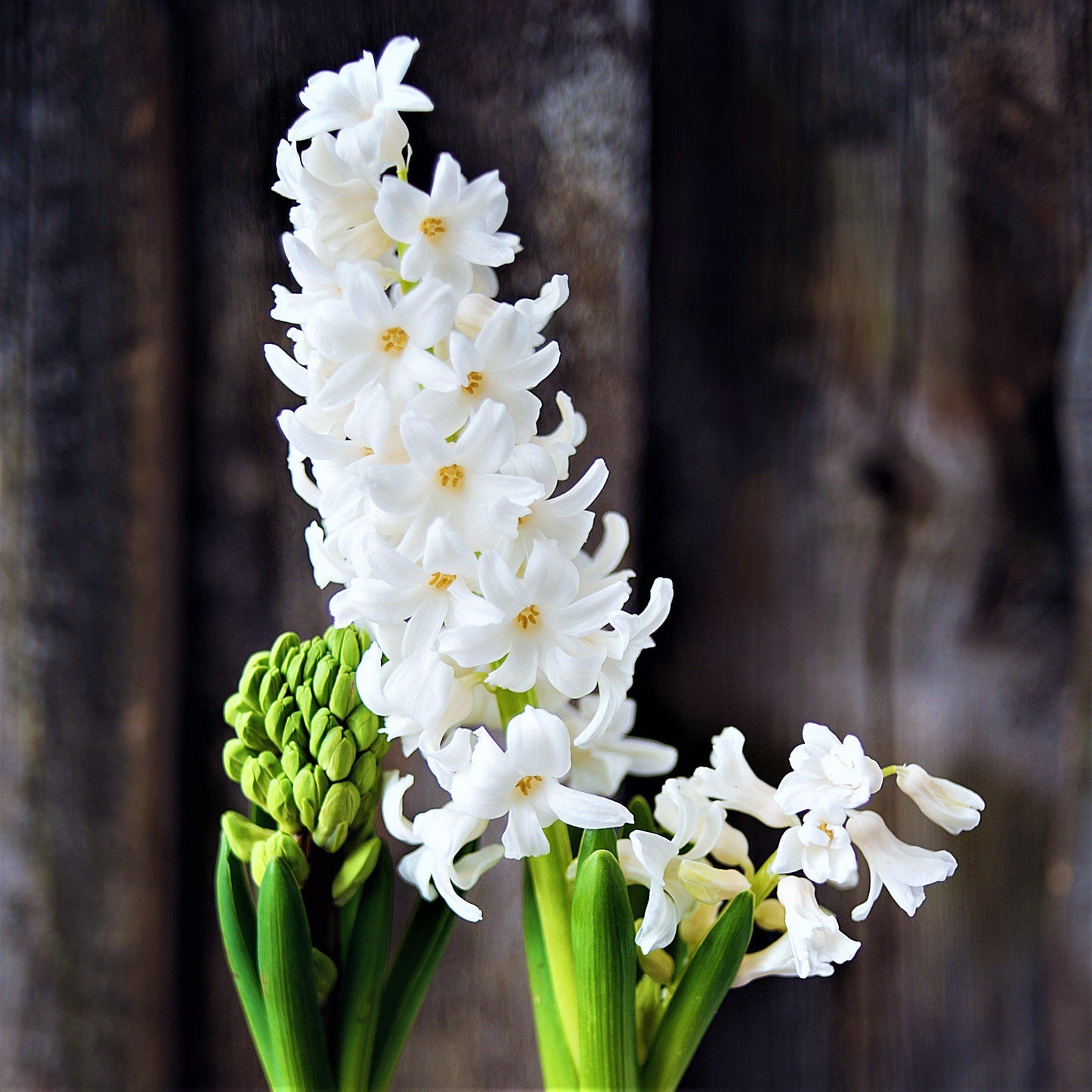 Hyacinth - White Pearl